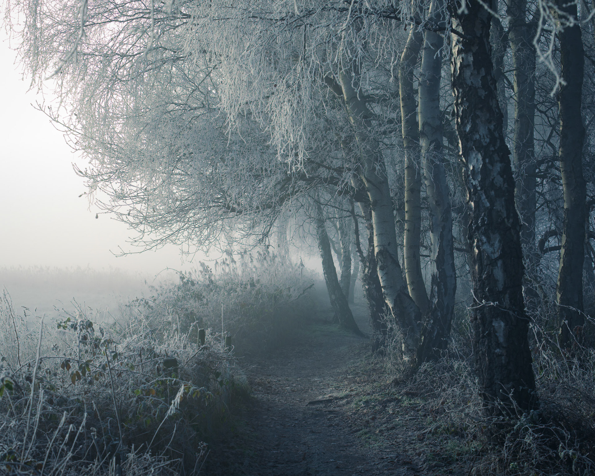 March of the Frozen Birches