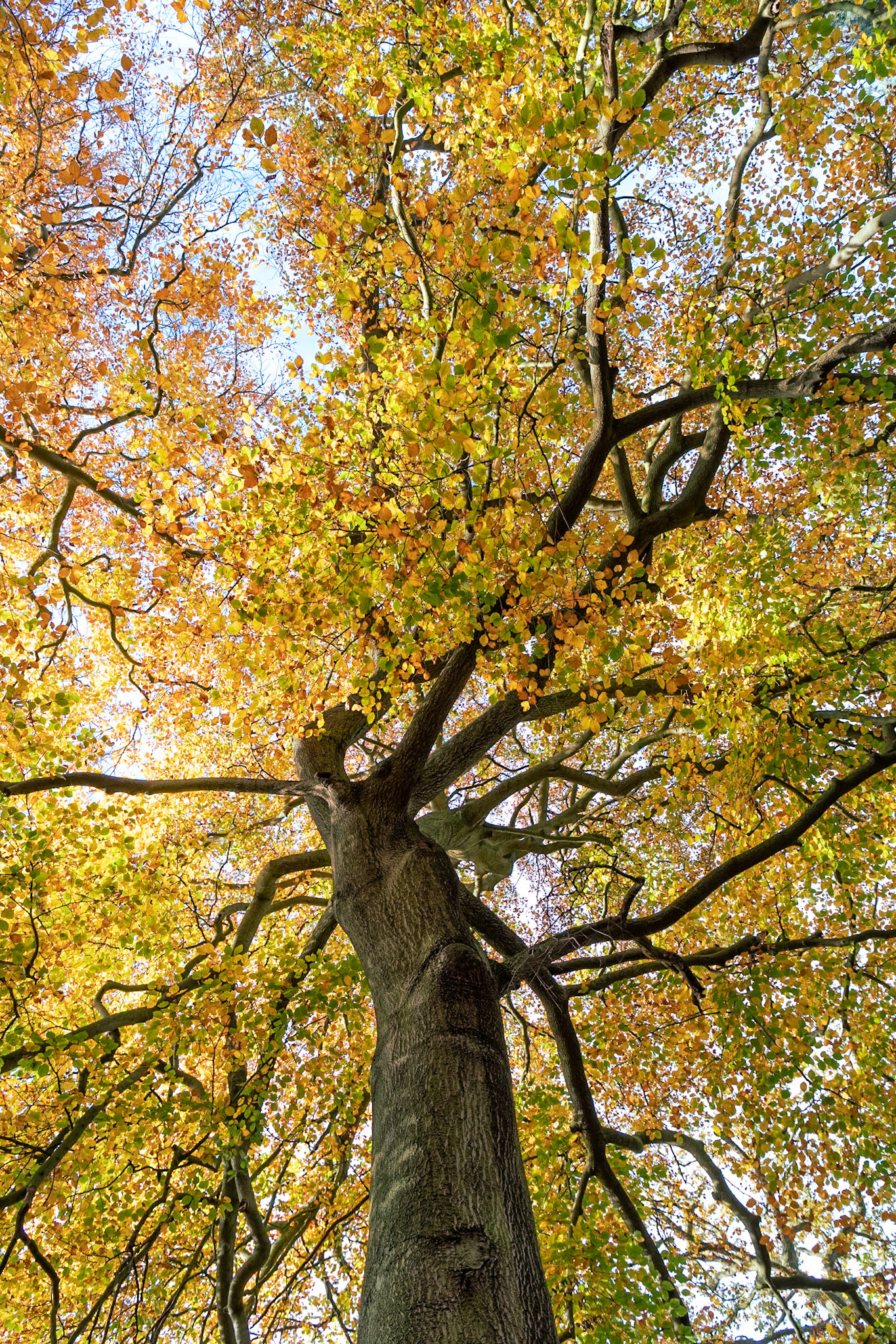 Autum's a Beautiful Beech