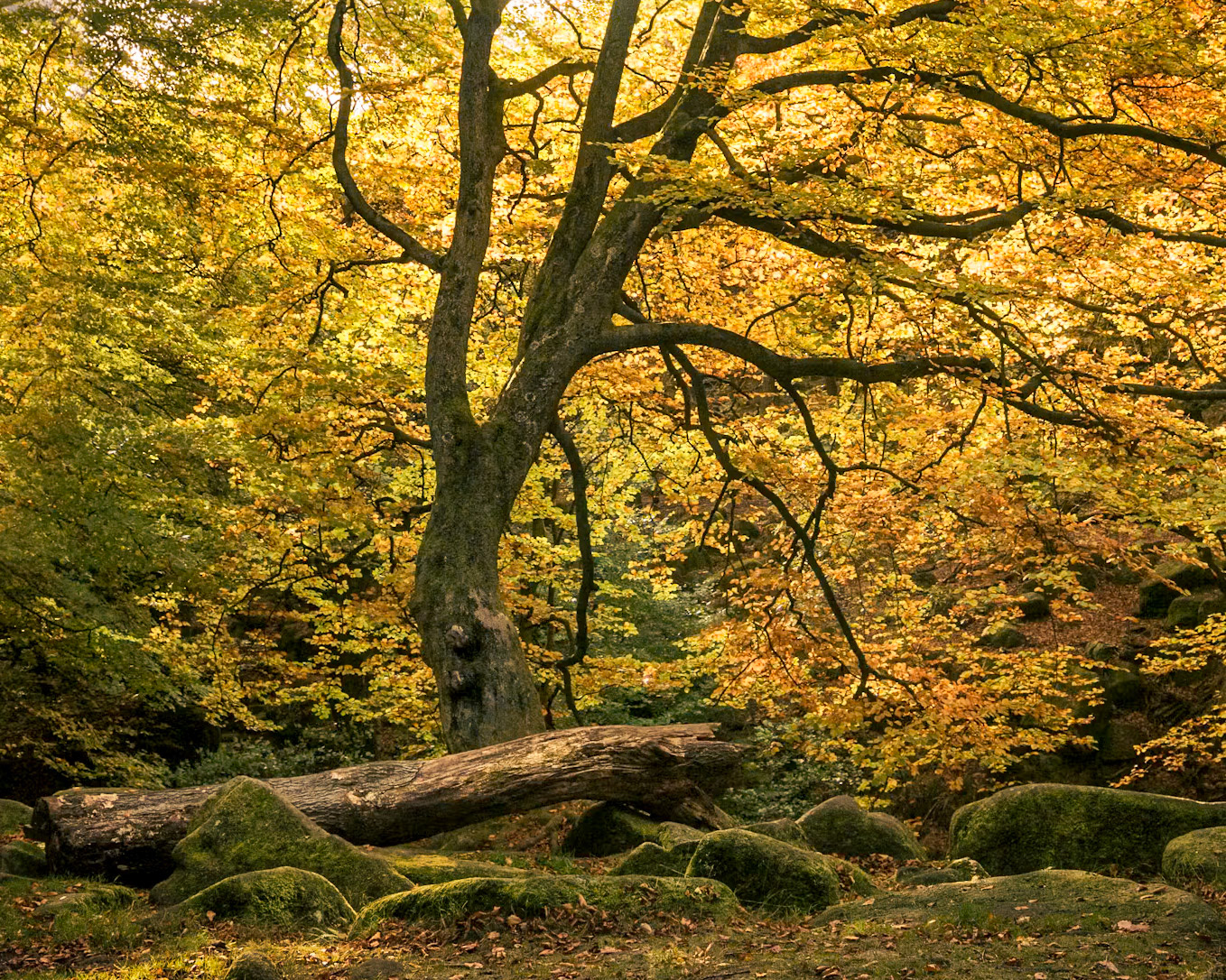 A beautiful old beech tree in the Padley Gorge valley, Peak District, Derbyshire (UK). Gold &amp; yellow autumnal leaves backlit by the sun makes for a stunning scene whilst out enjoying nature :)