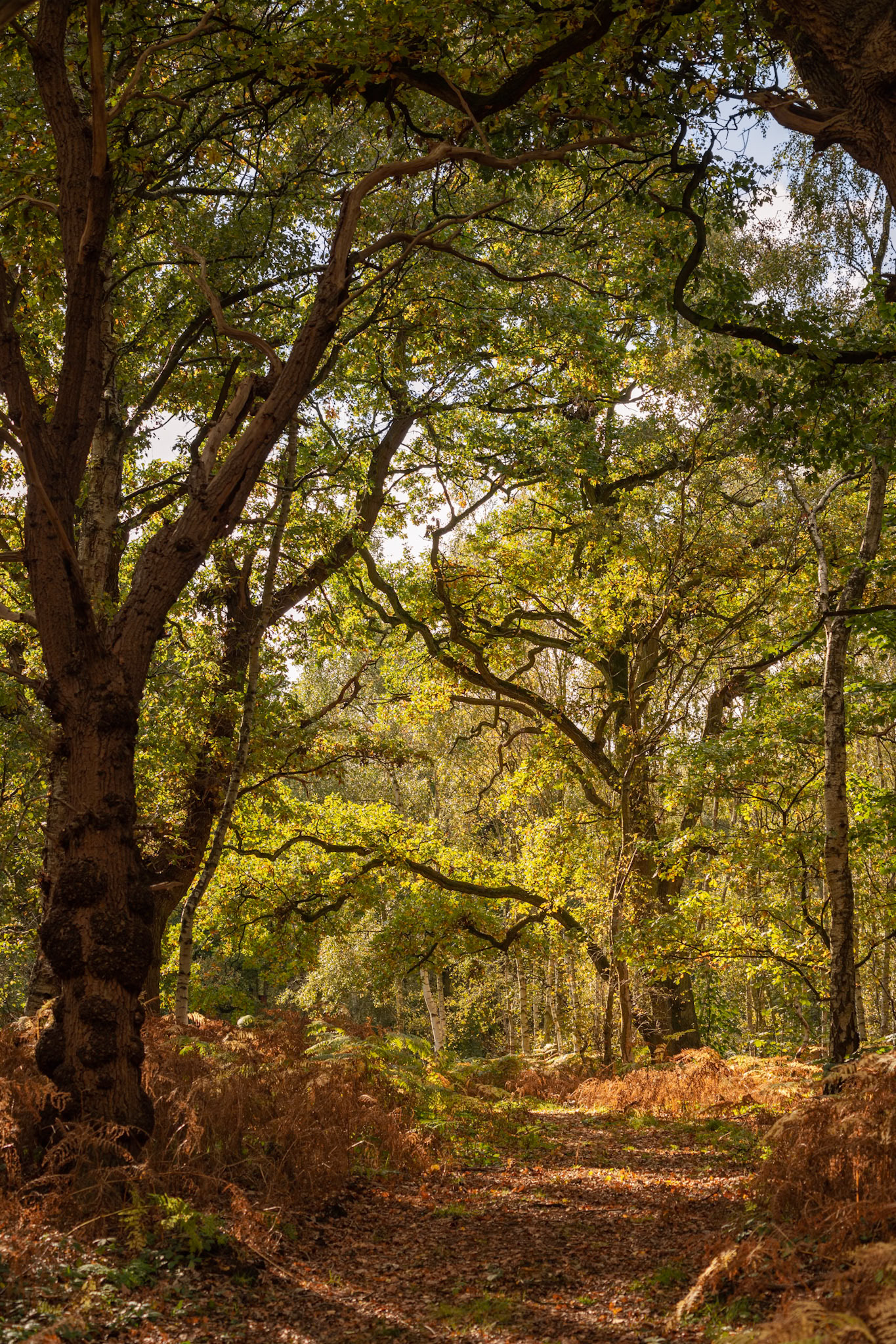 Few things can beat a wander under old trees and a woodland bursting with colour on a crisp autumn day :)