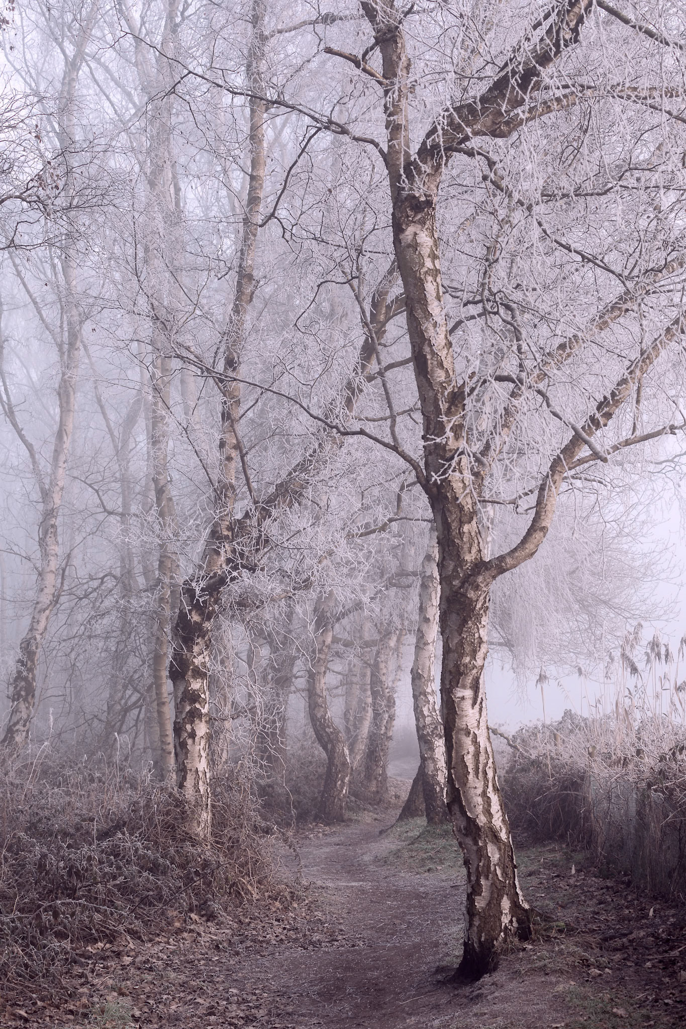 A Cool Magenta Morning