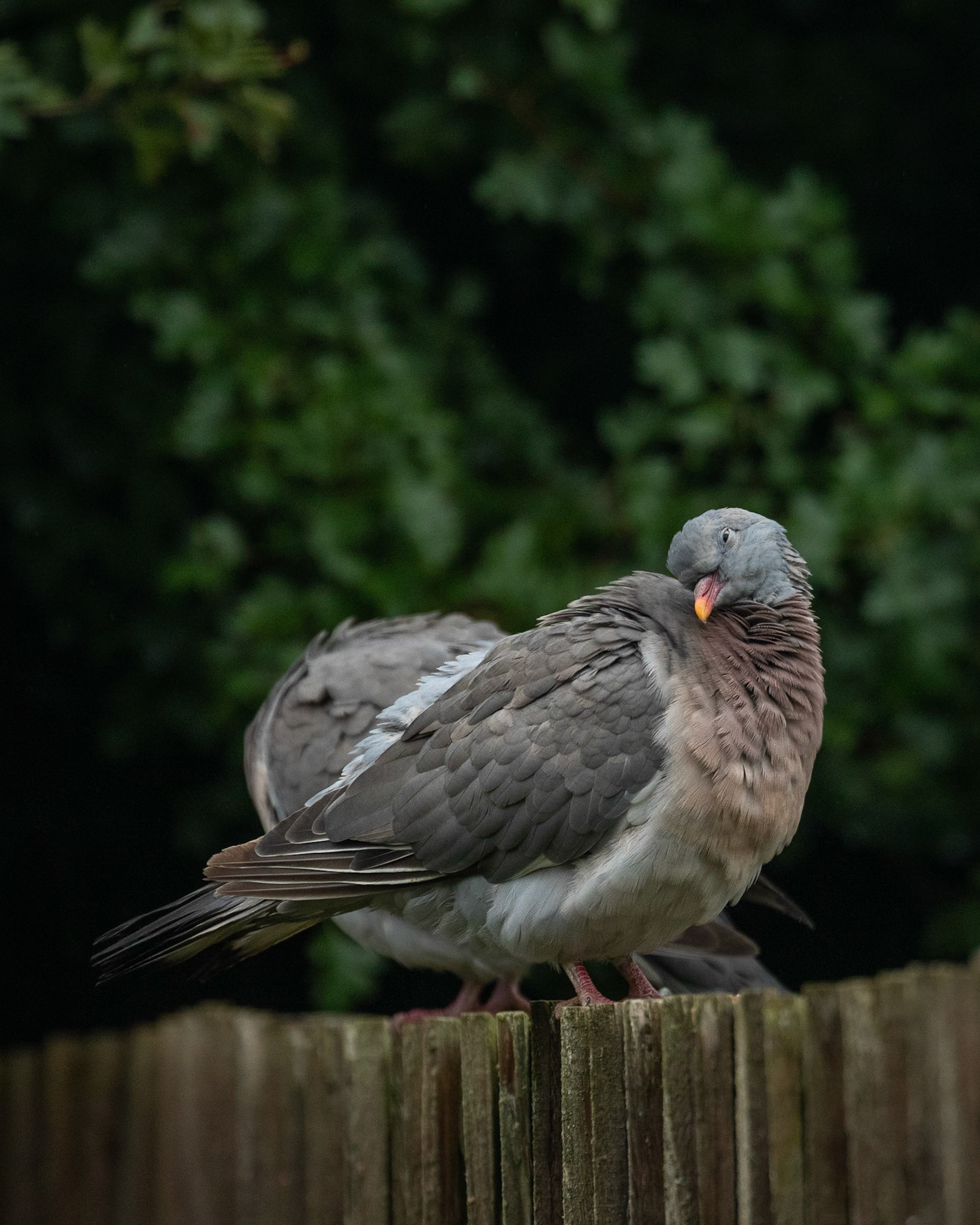 Bashful Wood Pigeon