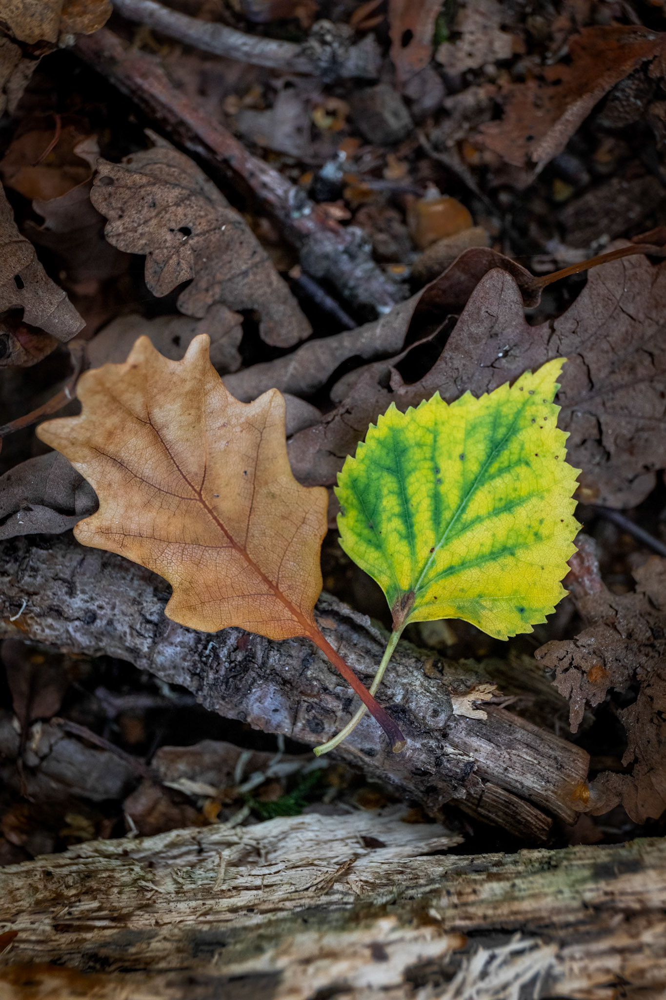Oak &amp; Birch Leaves