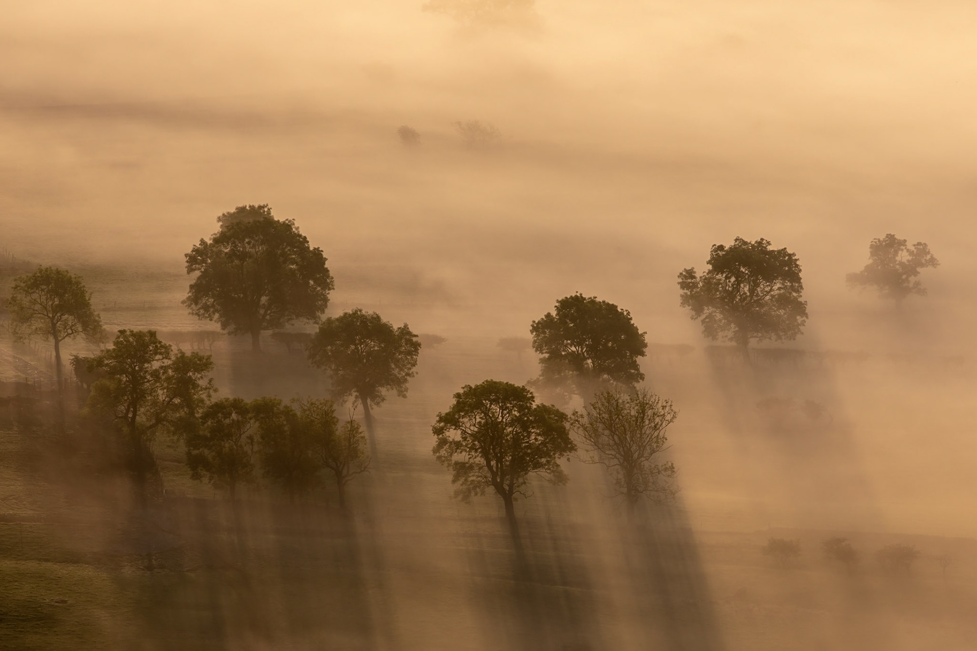 As a cloud inversion hugs the valley floor, a few trees stand tall enough to pierce through and become highlighted by the brilliant morning light.