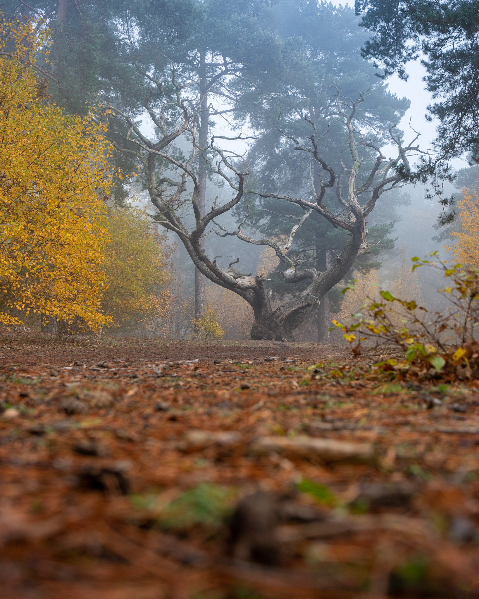Autumn Around The Old Oak