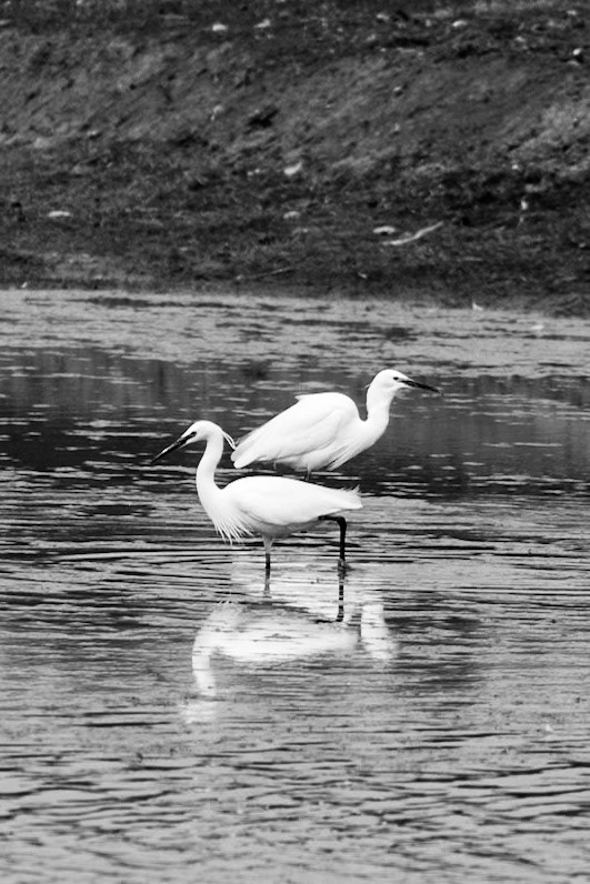 A nicely timed shot of two Egrets fishing in a lake at a nature reserve. I like how the top Egret almost seems to fit into the bottom one like a jigsaw piece…