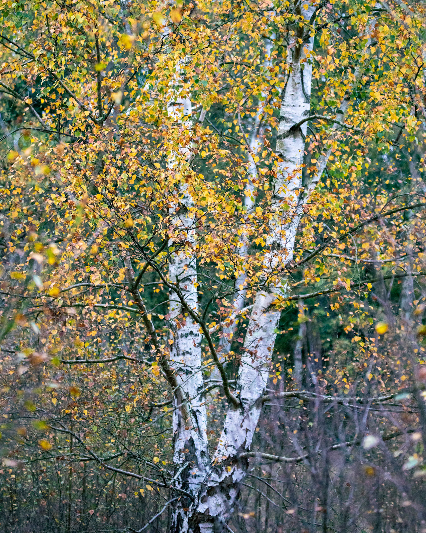 A Colourful Throwback