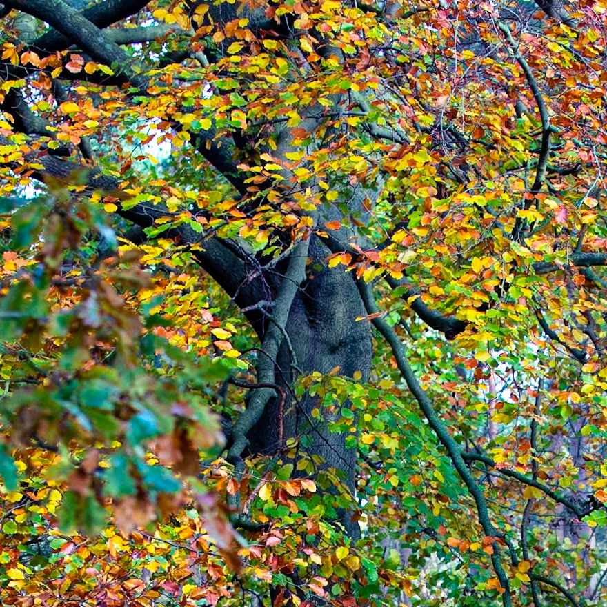 Colourful Beech 01