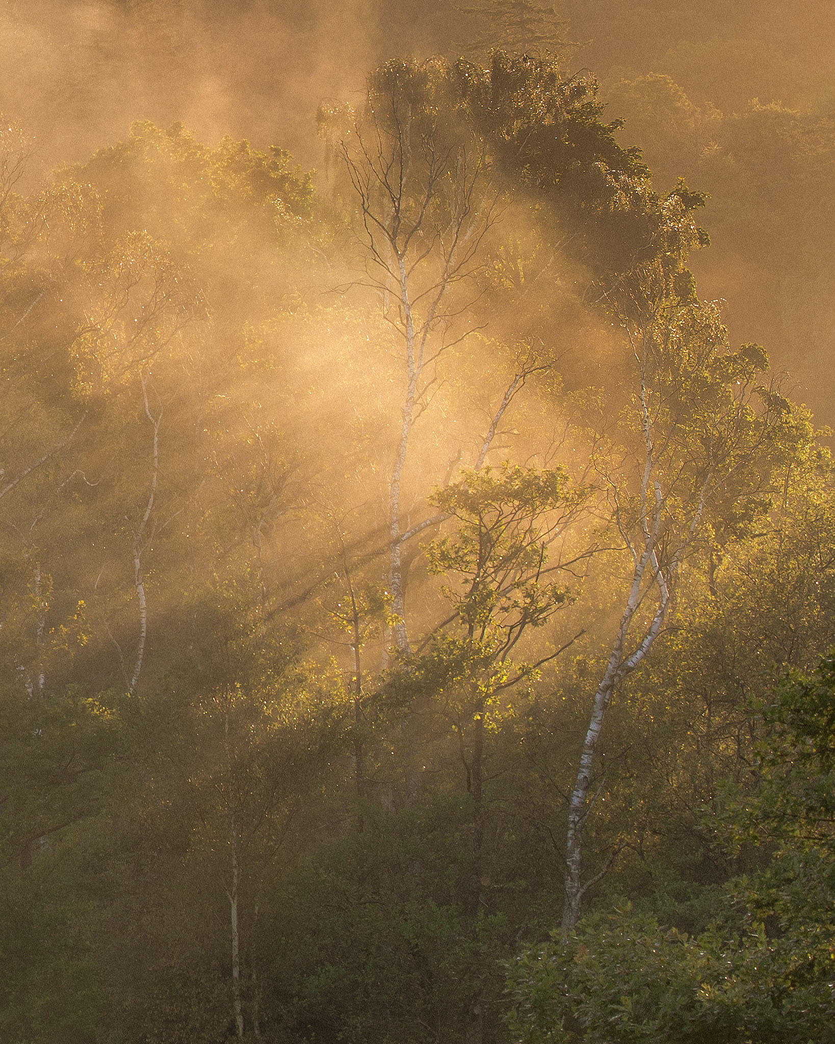 Catching the morning rays