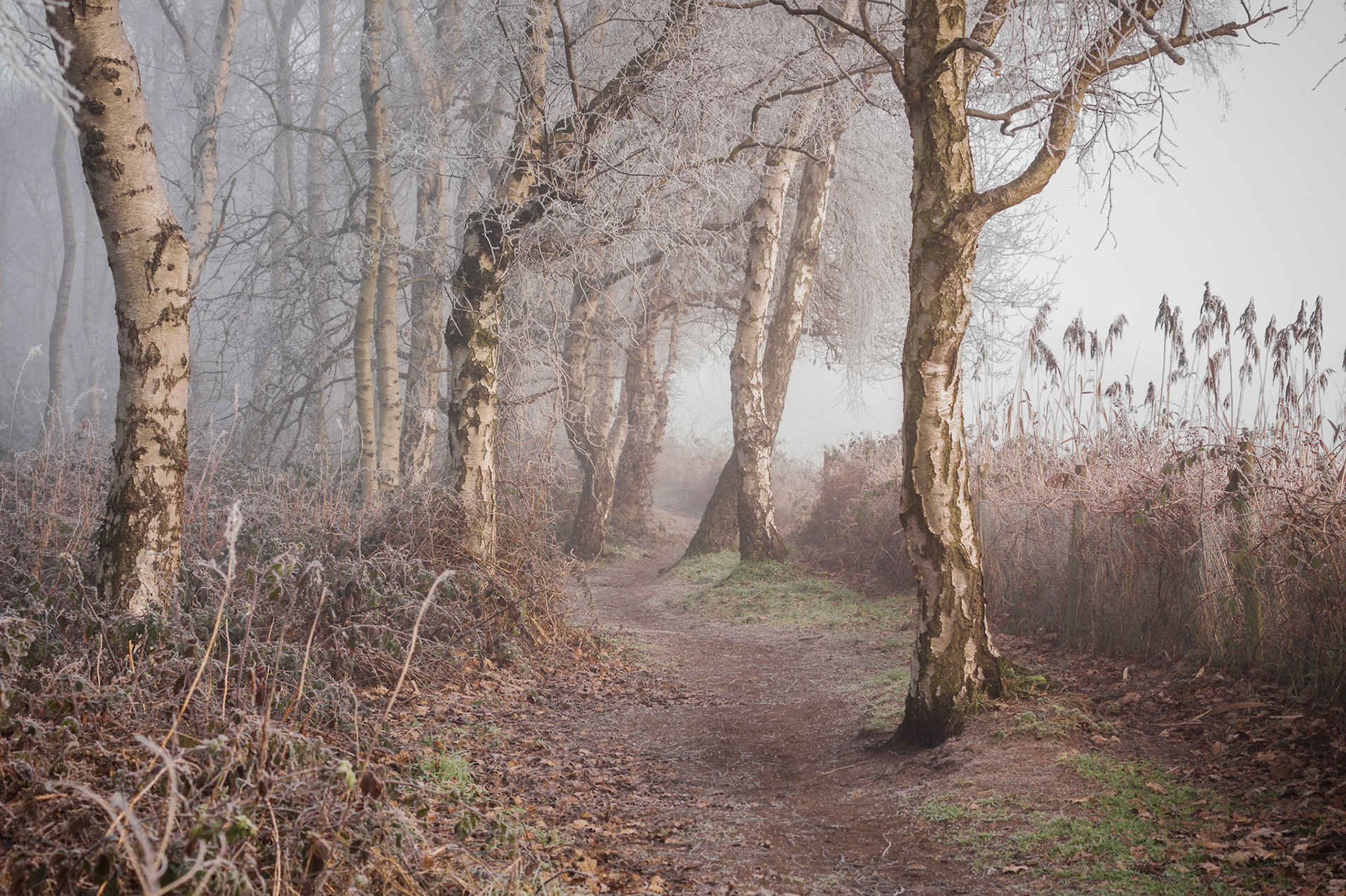 Frosty Woodland Path