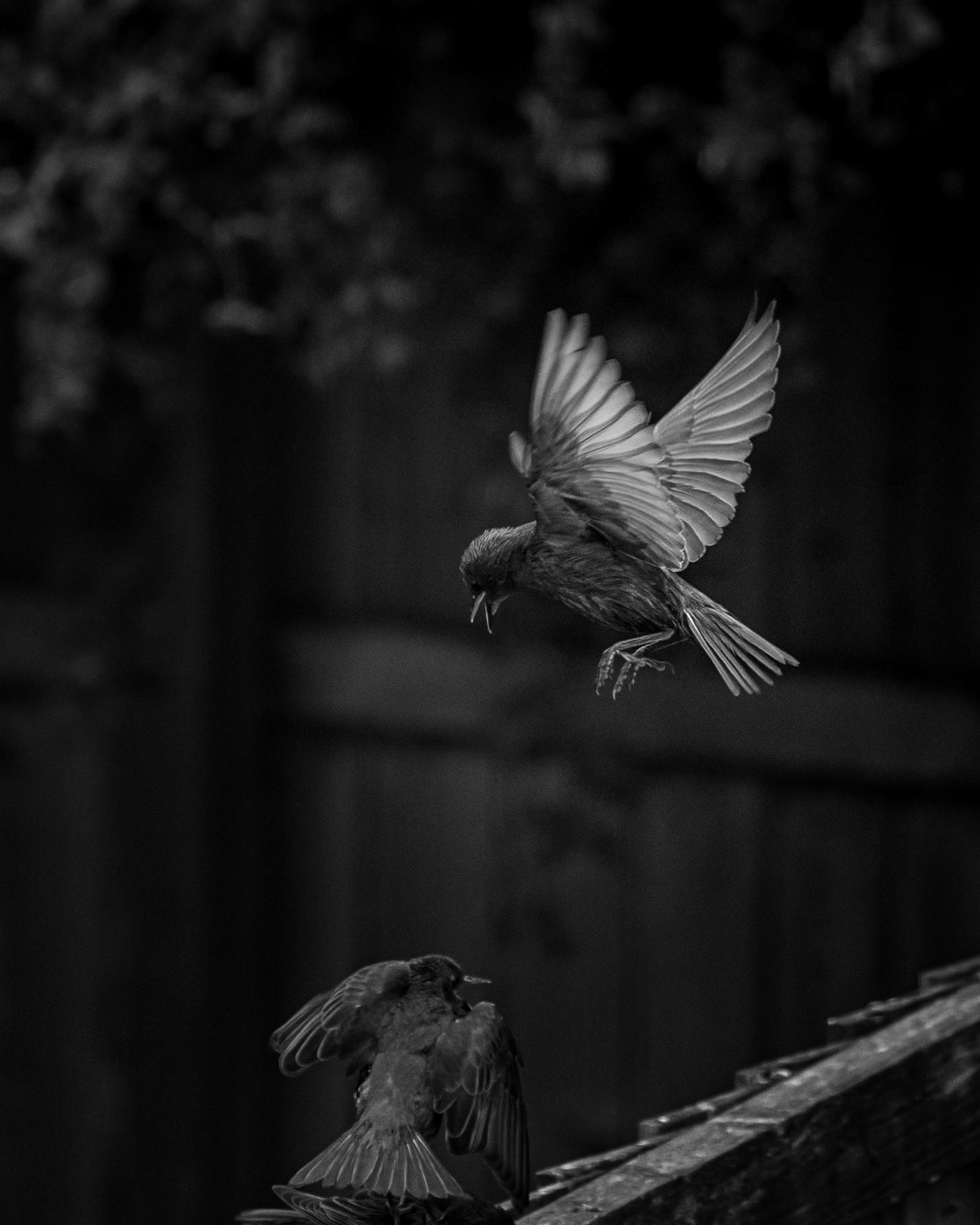 After stocking the bird feeders we had about a million starlings descend on the garden, what the babies lack in looks (compared to the adults) they certainly make up for in character (especially when squabbling over a fat ball!)