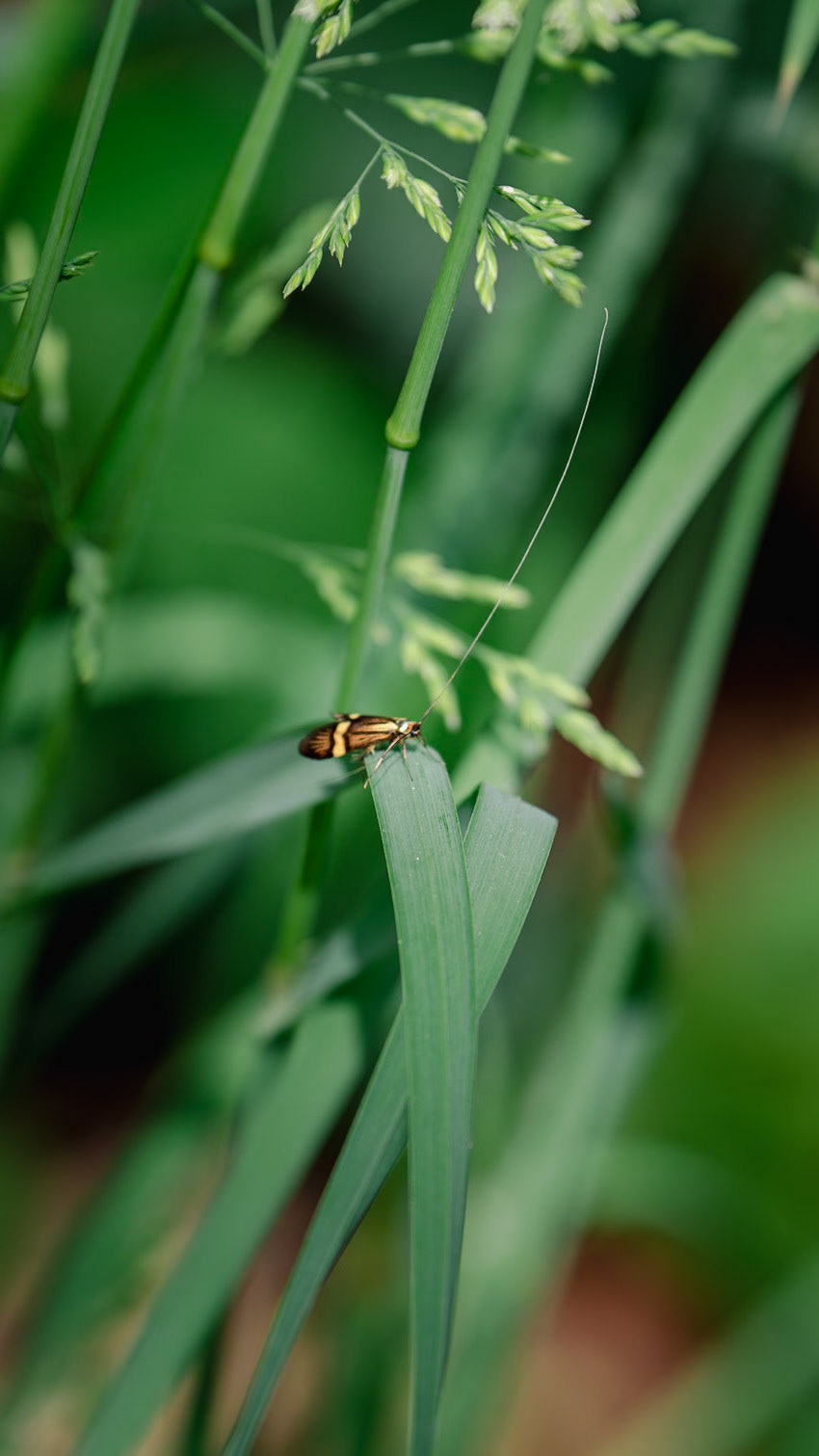 Male Longhorn Moth