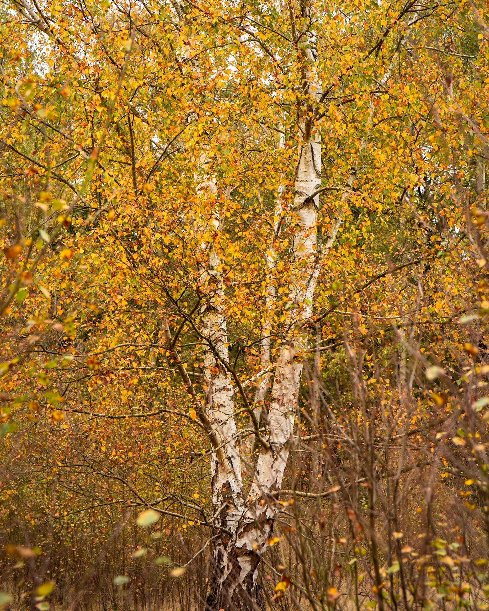 Golden Birch