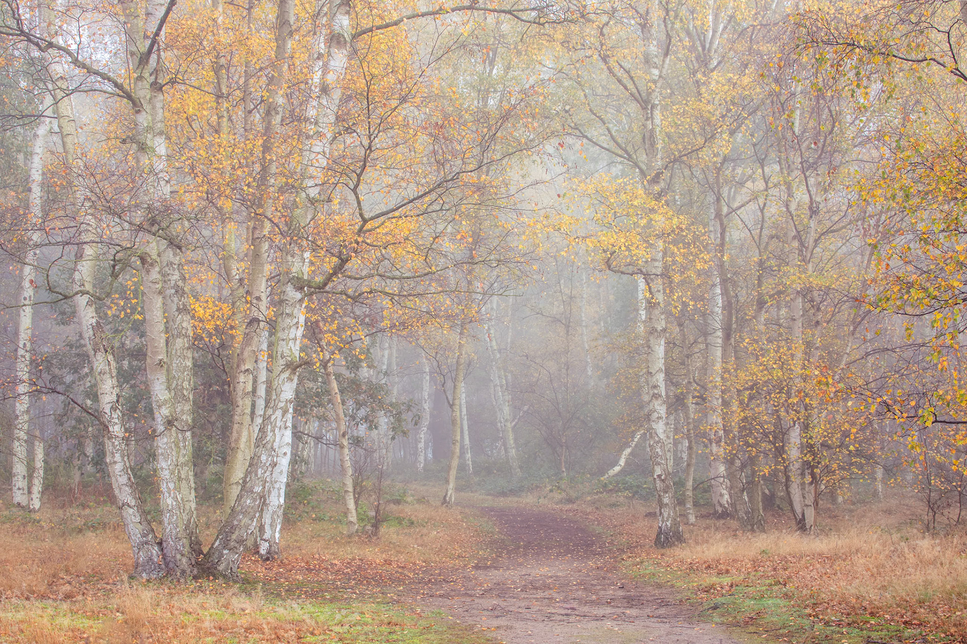 Misty Morning Woodland Walk