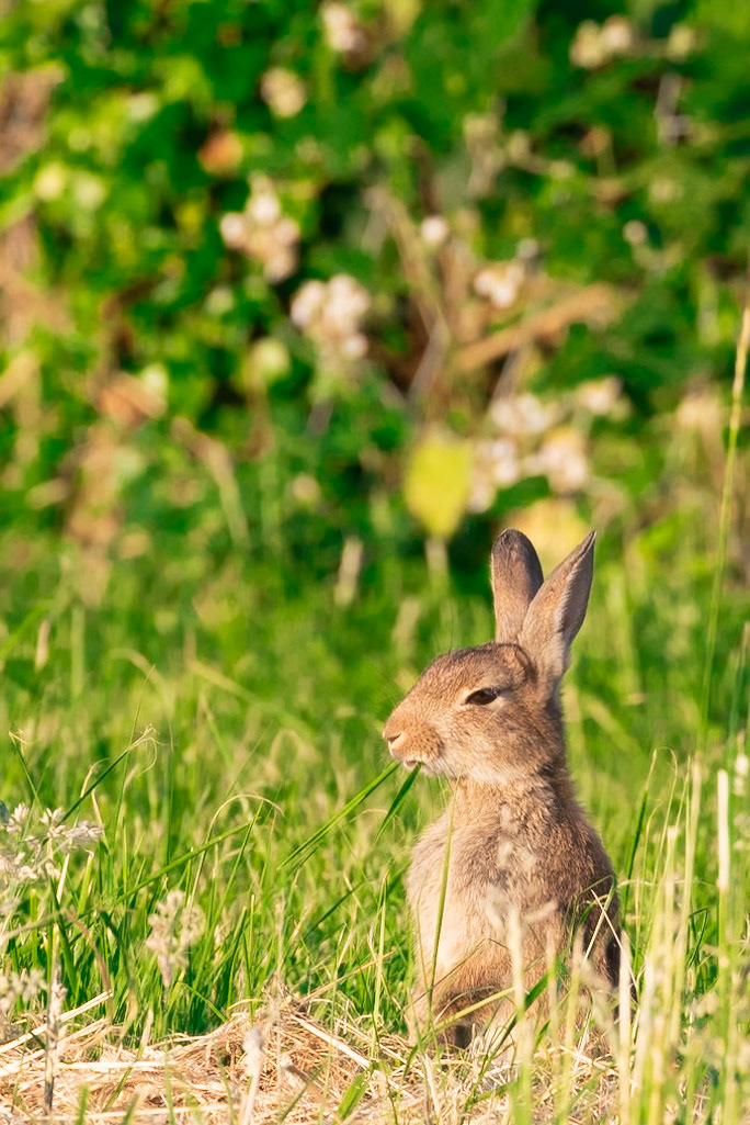 A rabbit chomping on grass whilst enjoying the last light of the day…