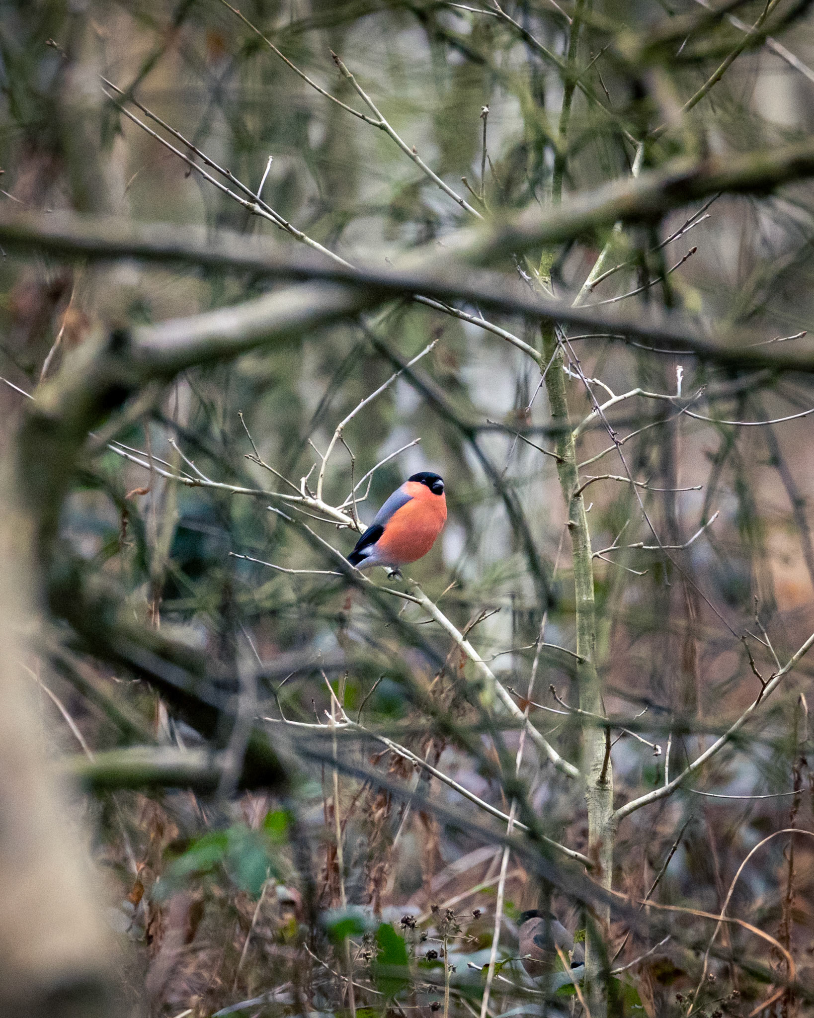 Mr &amp; Mrs Bullfinch