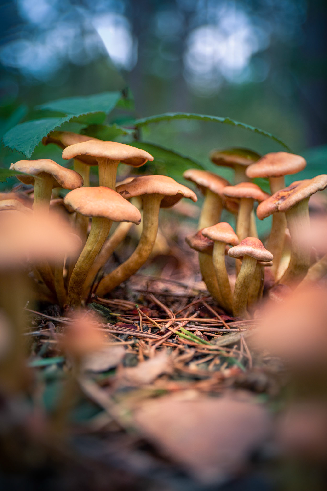Fungi on the Forest Floor
