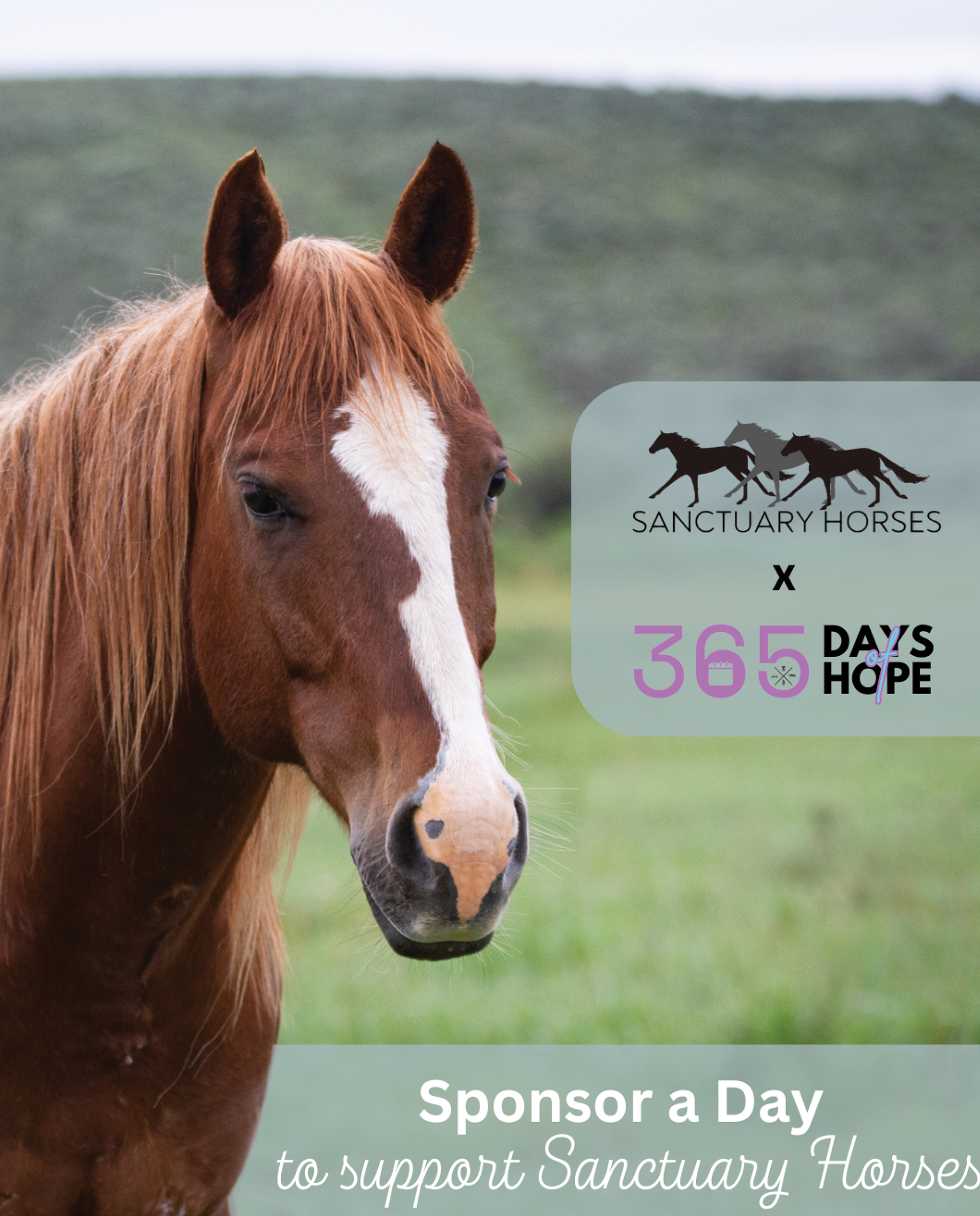 Sanctuary Horses Social Media Graphic
