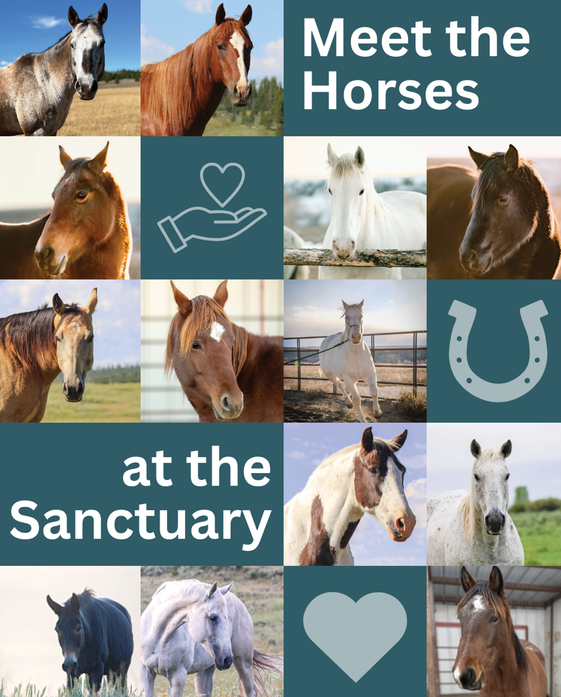 Sanctuary Horses Social Media Graphic