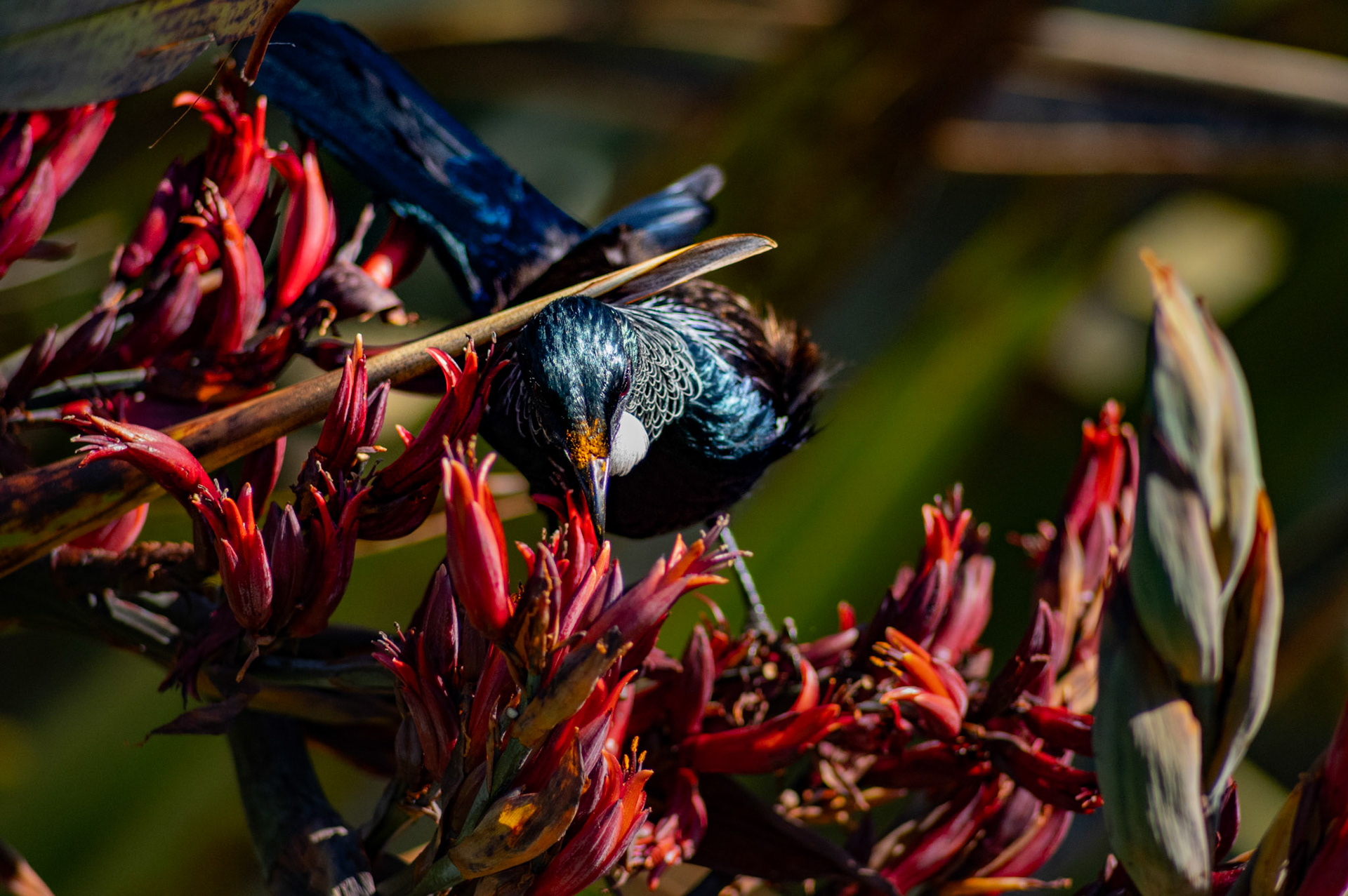 Tui - Nikon Z6