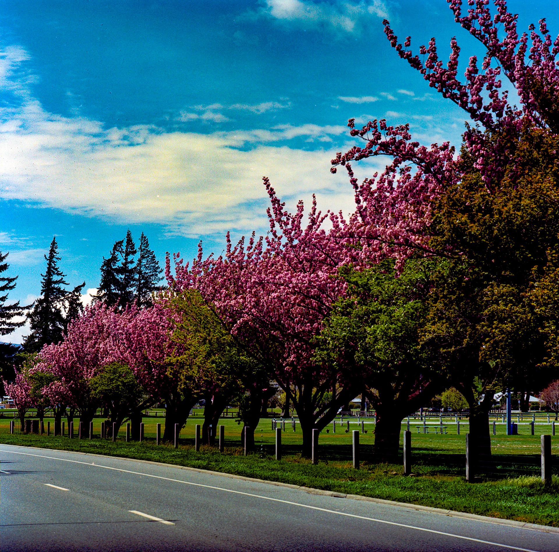 Wanaka in blossom - Hasselblad 500 C/M - Kodak Gold 200