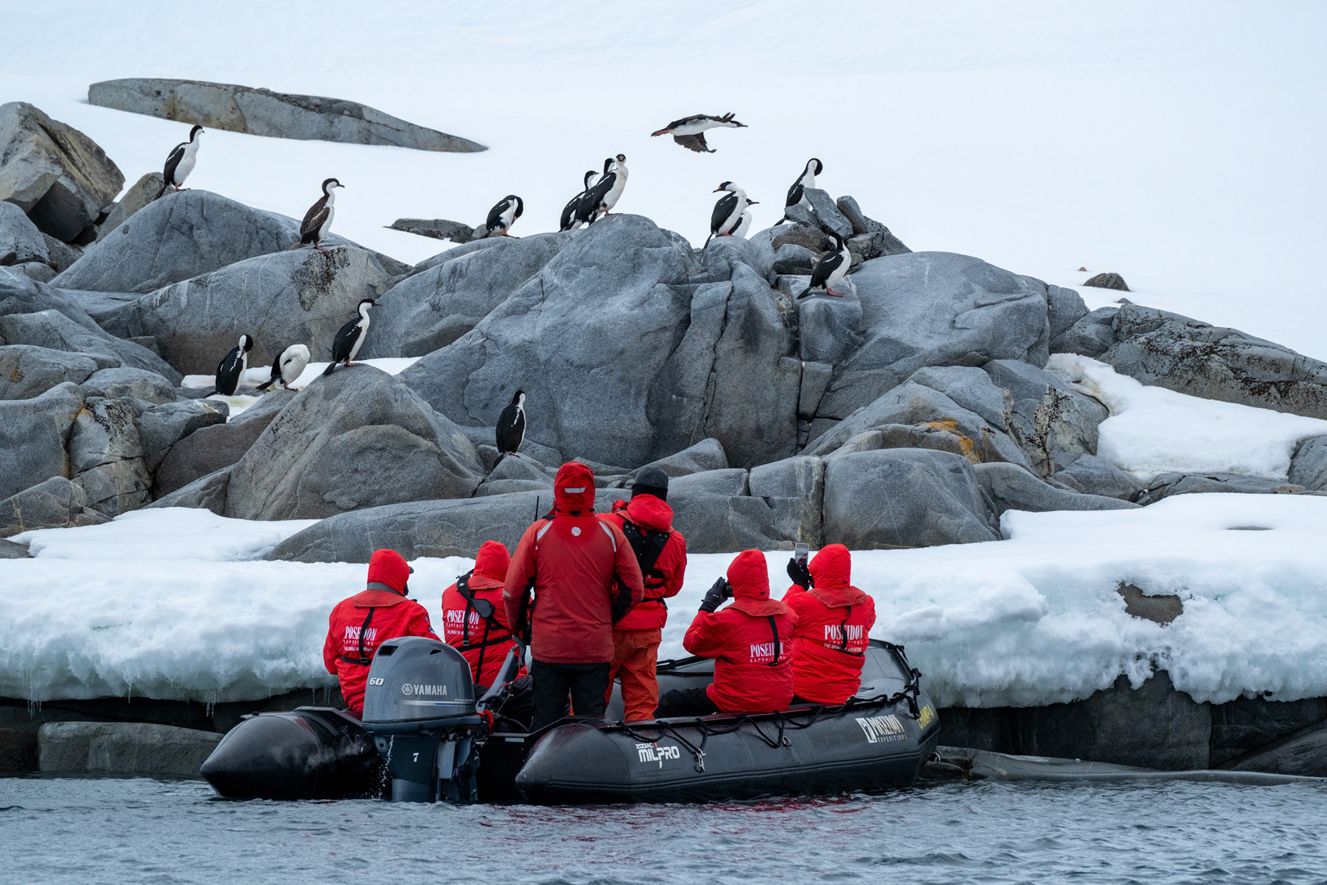 Shags at Goudier Island