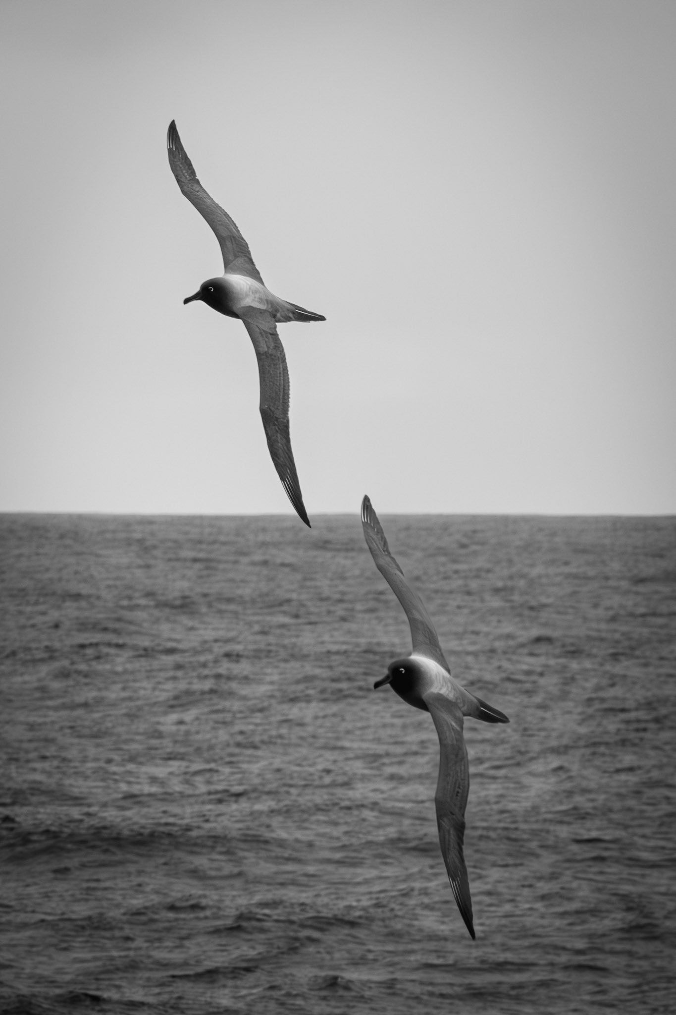 Southern Giant Petrels - Drake Passage