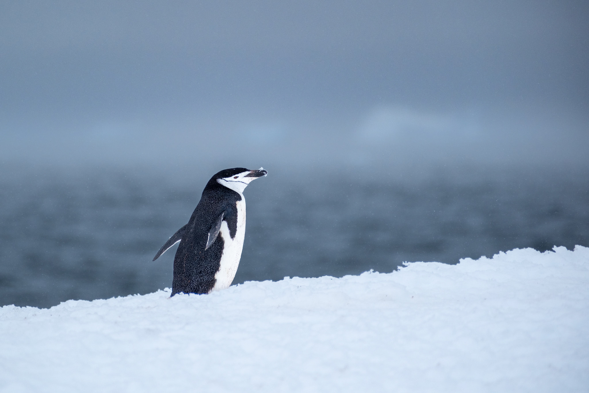 Chinstrap penguin