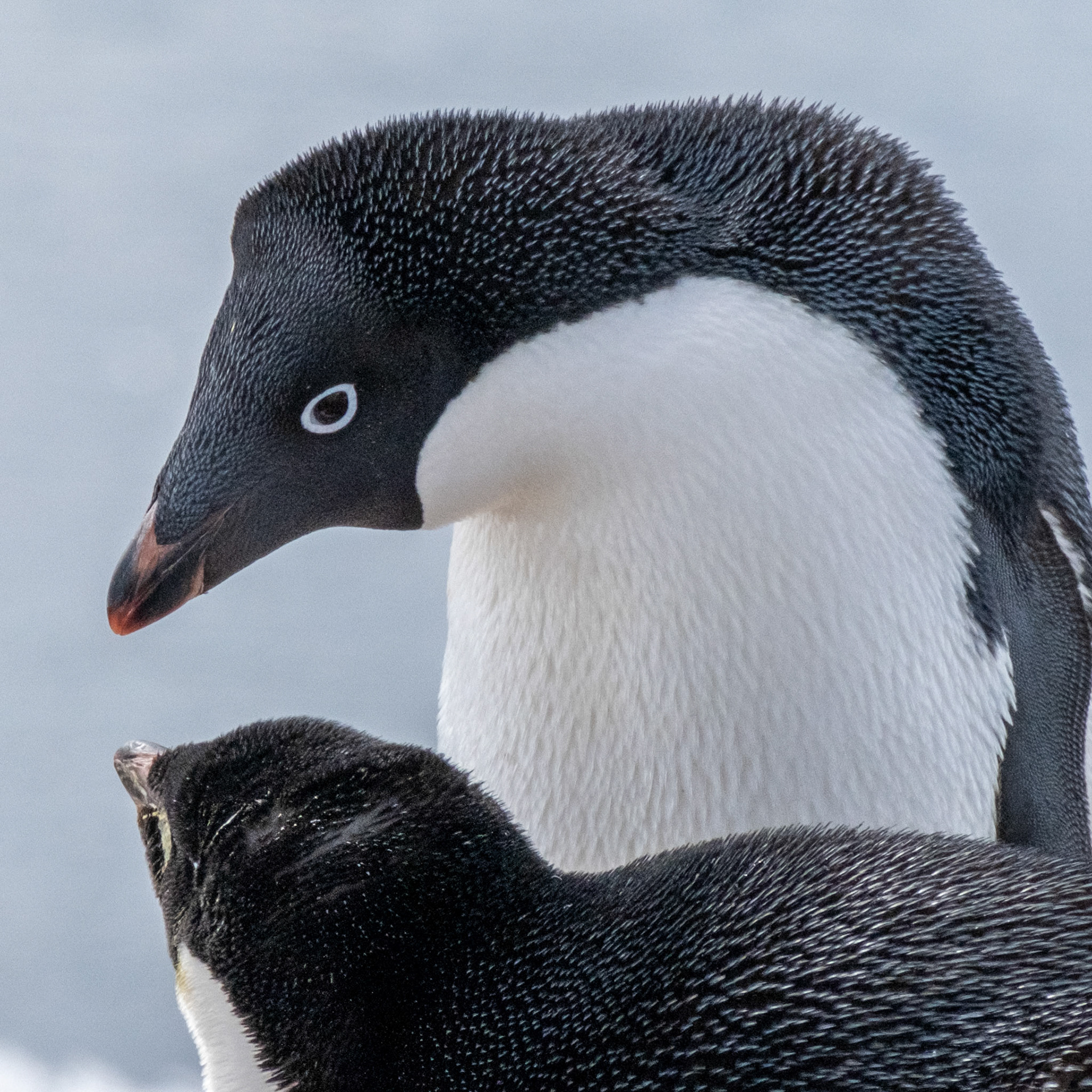 Adelie penguins