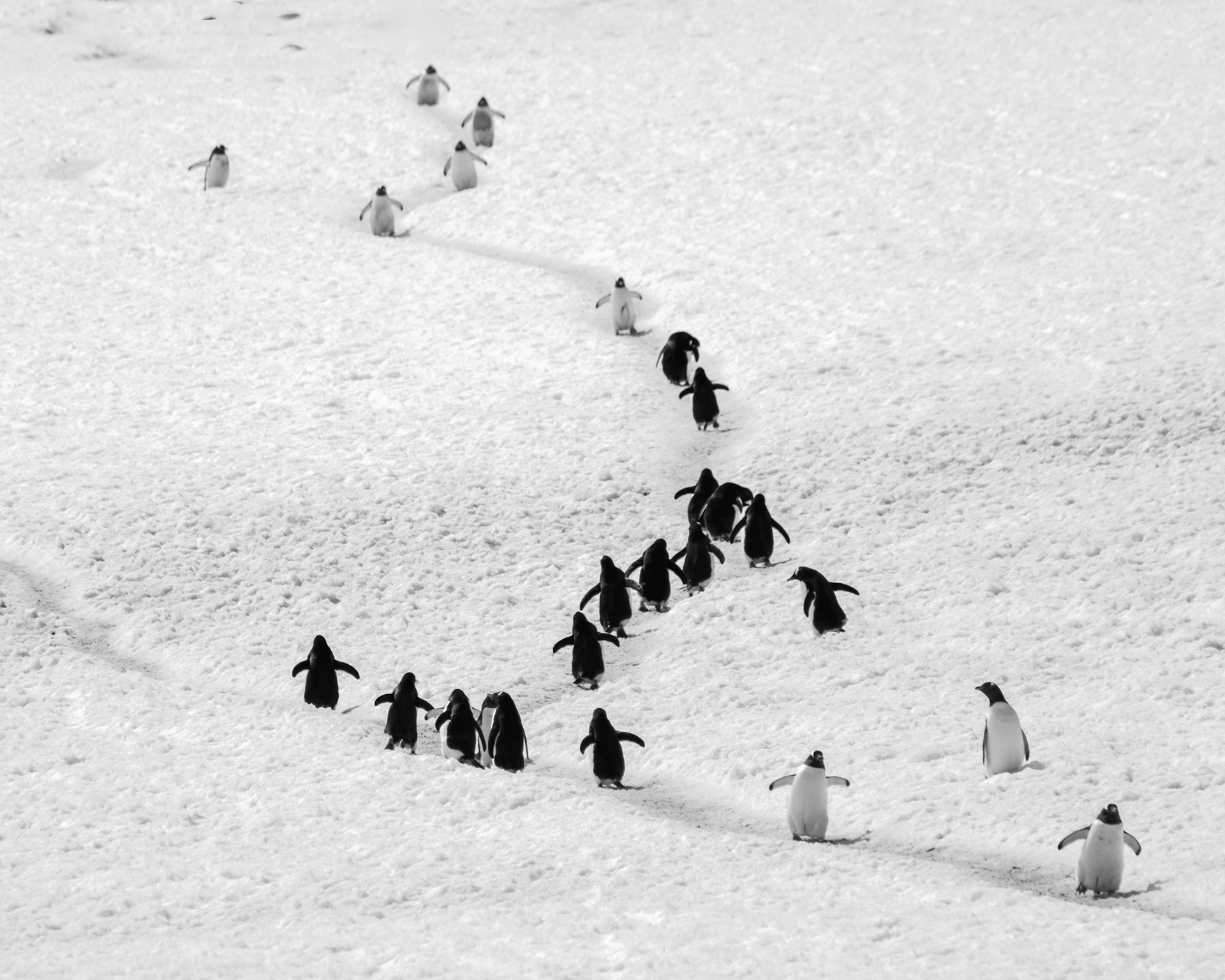 Penguin highway - Yankee Harbor