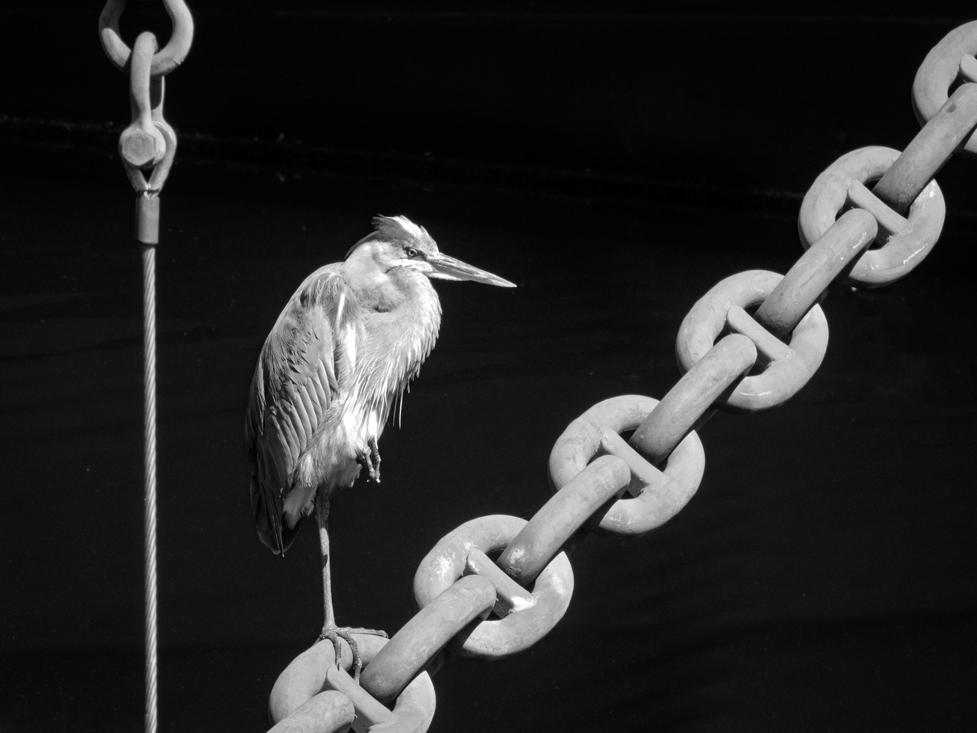Grey Heron - Battleship USS Wisconsin BB-64 in Norfolk, Virginia