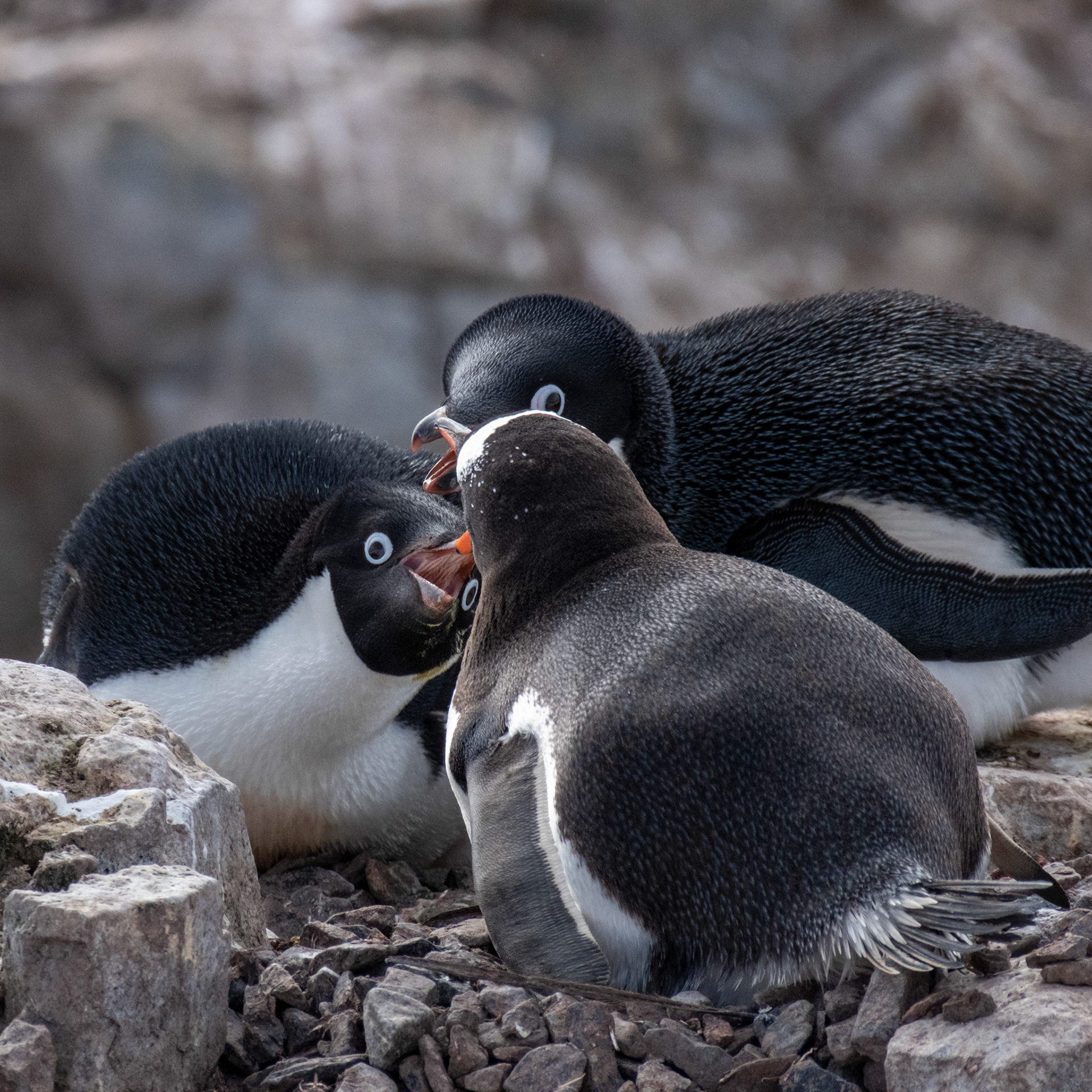 Adelie and Gentoo penguins arguing