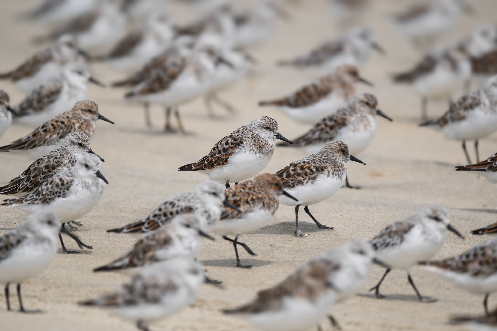 Sanderlings