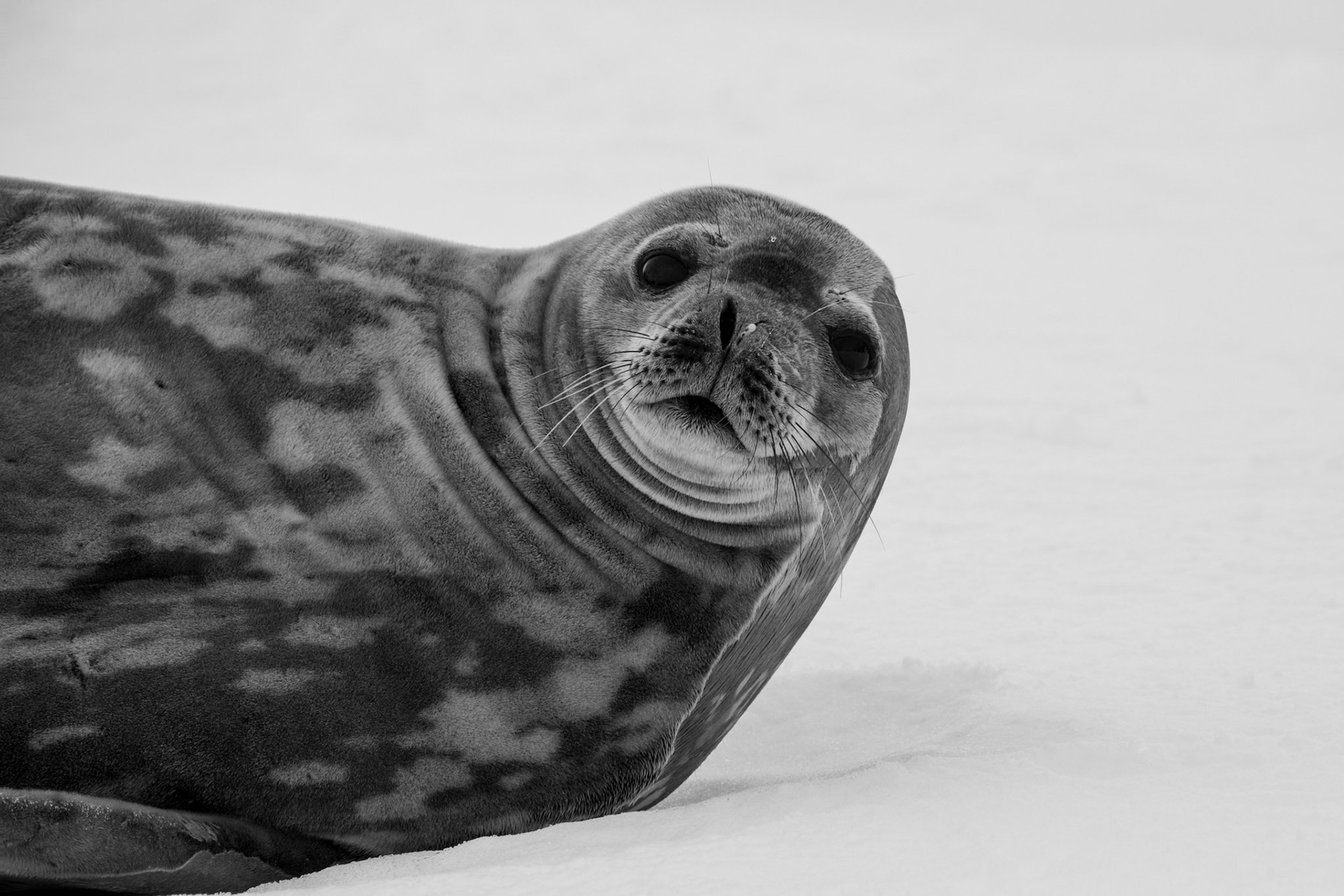 Weddell seal