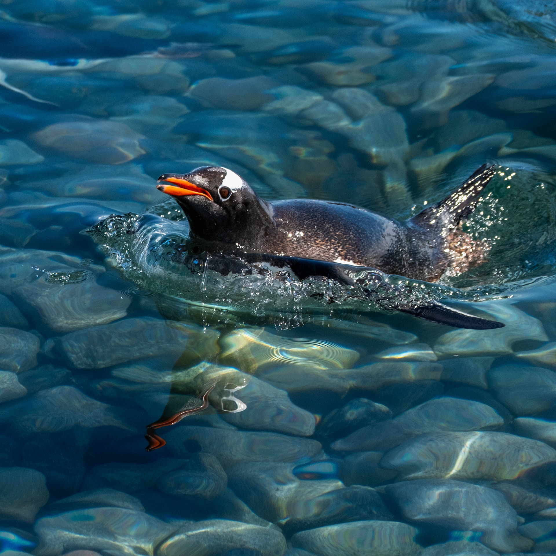 Gentoo penguin