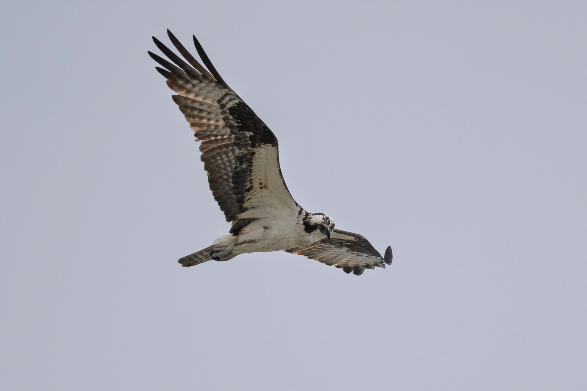 Osprey patrolling waters