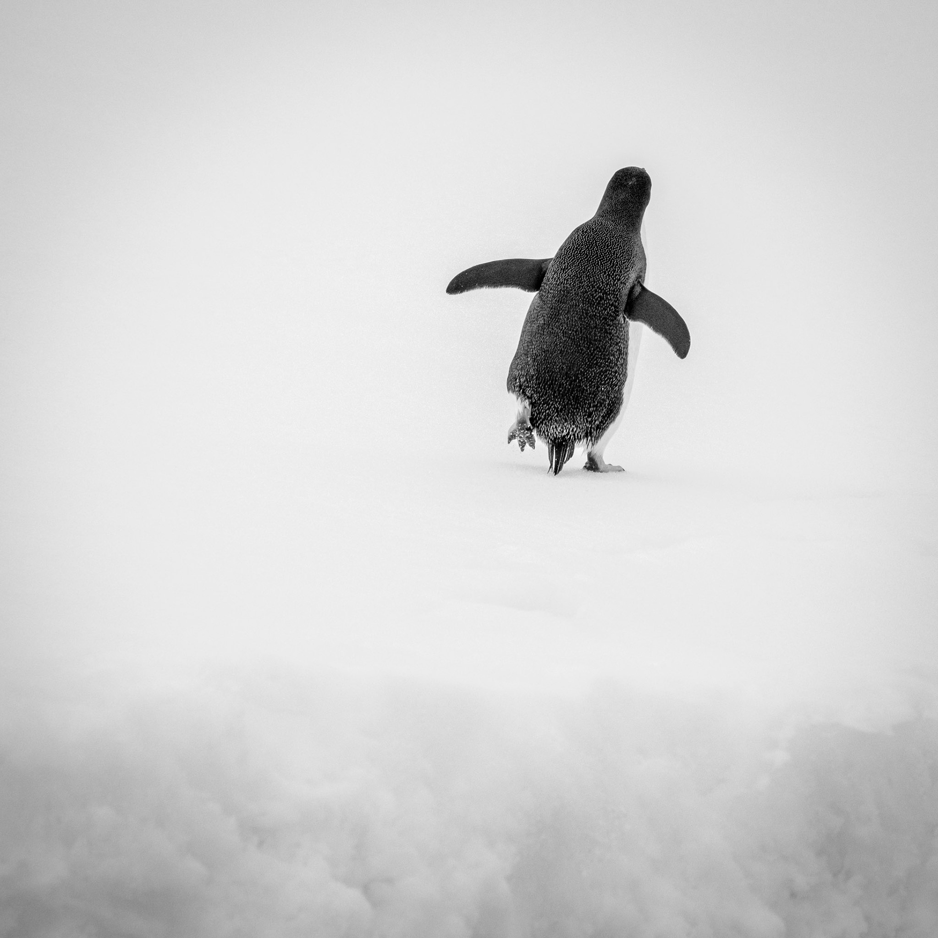Adelie penguin