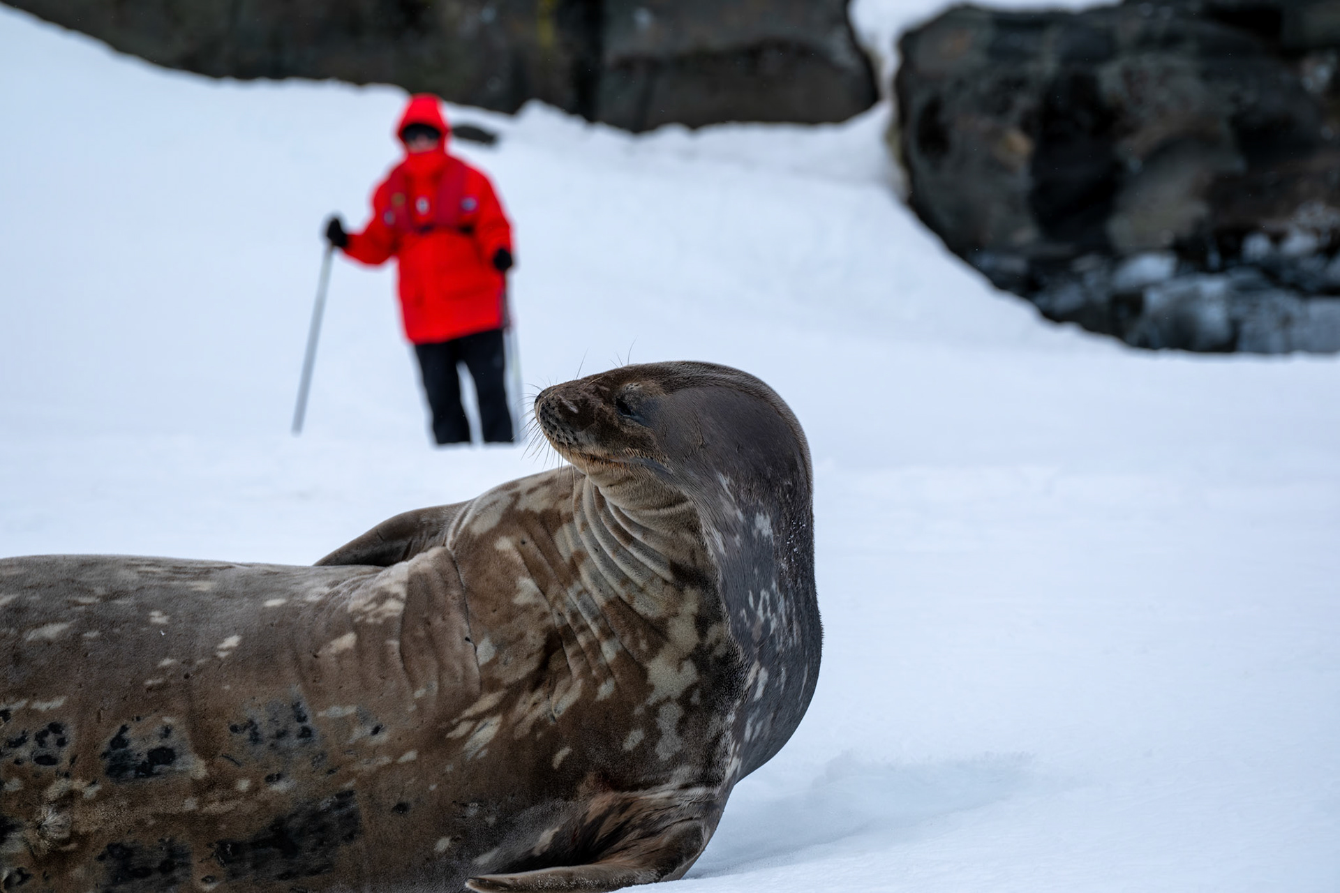 Weddell seal