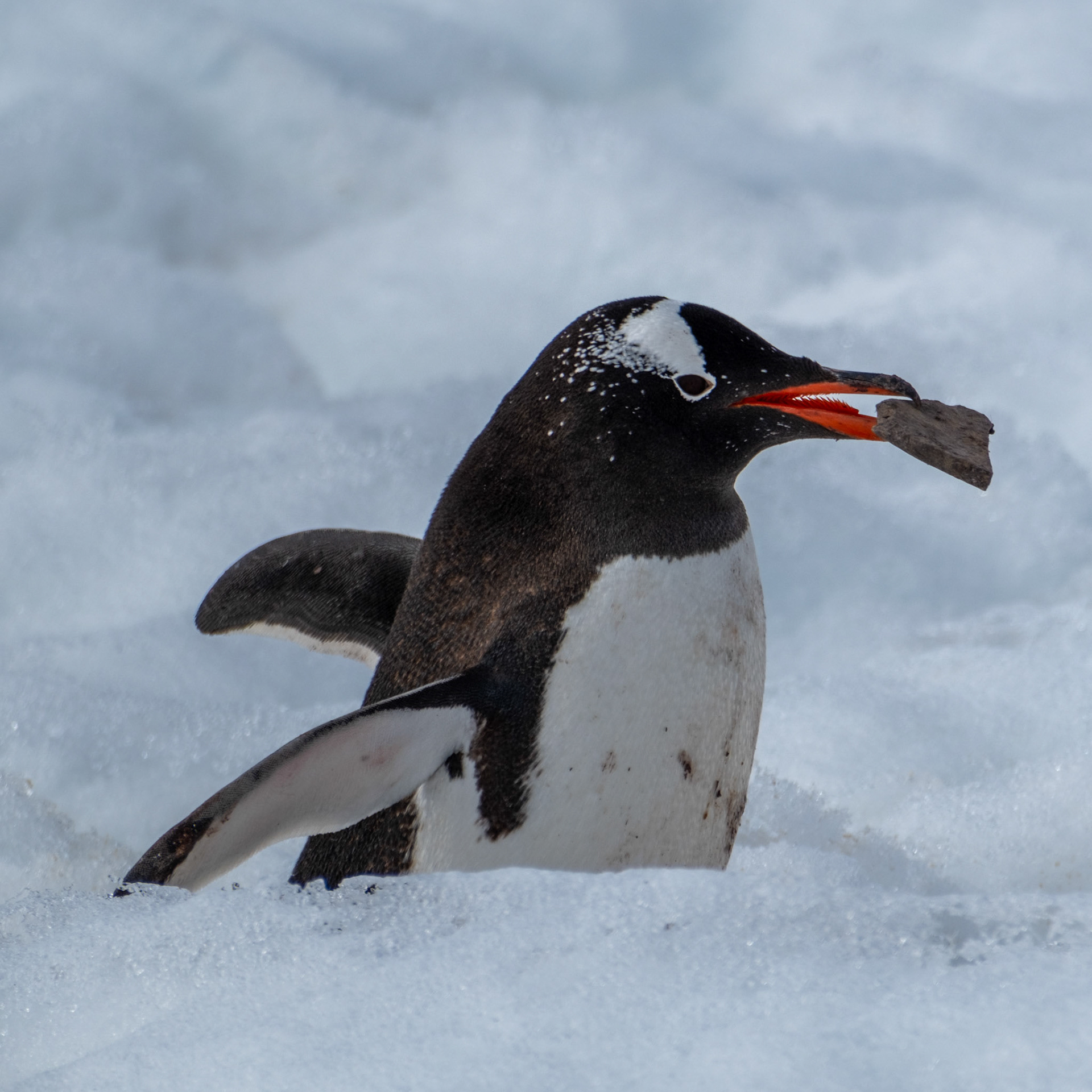 Gentoo penguin