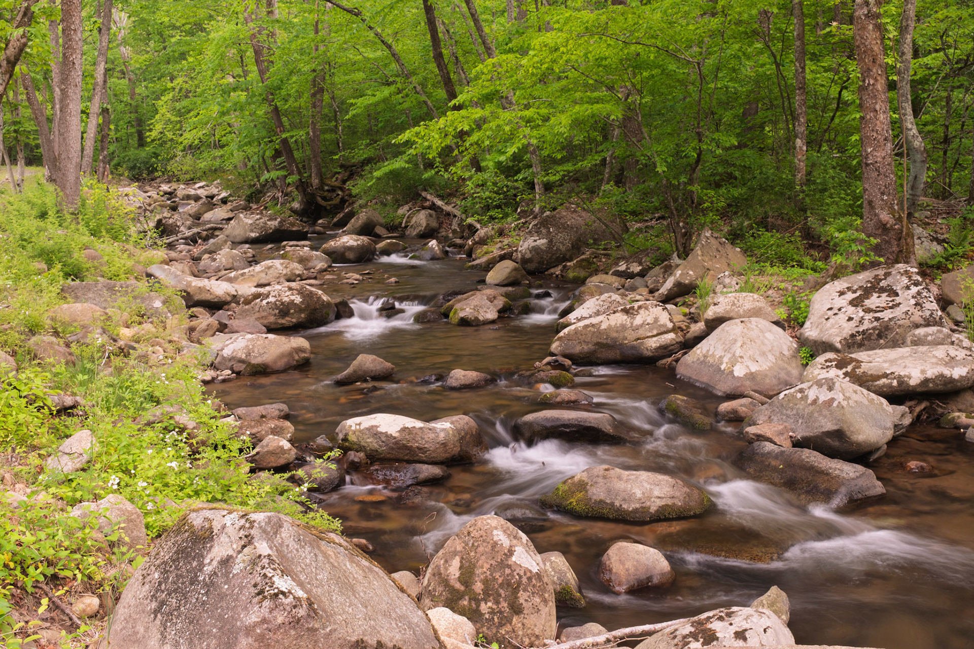 A creek near our cabin