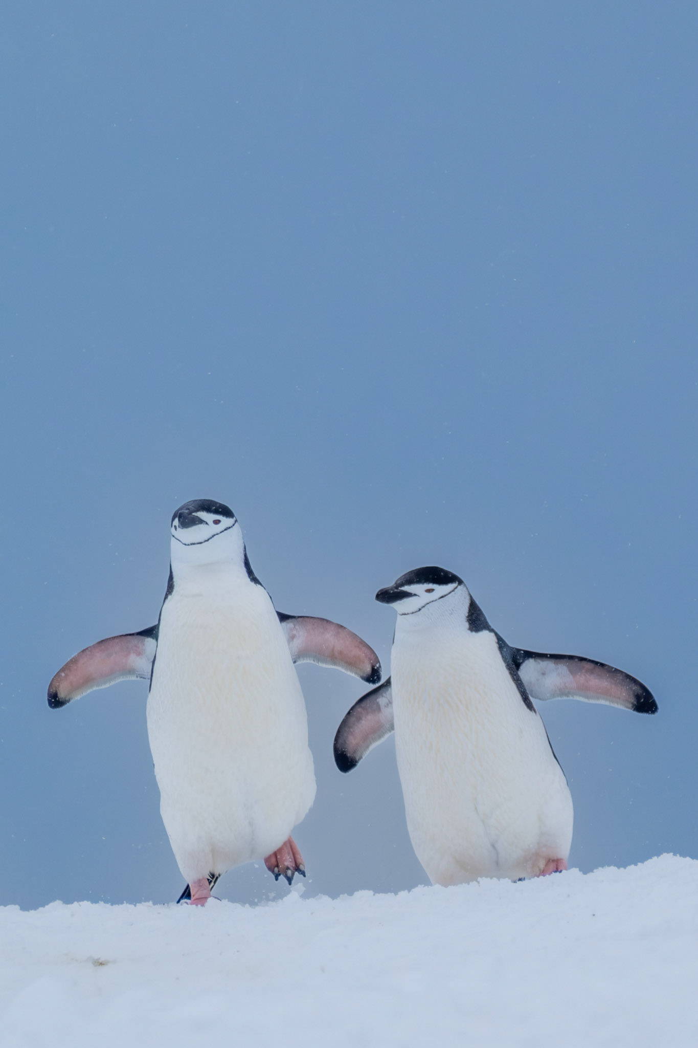 Chinstrap penguins