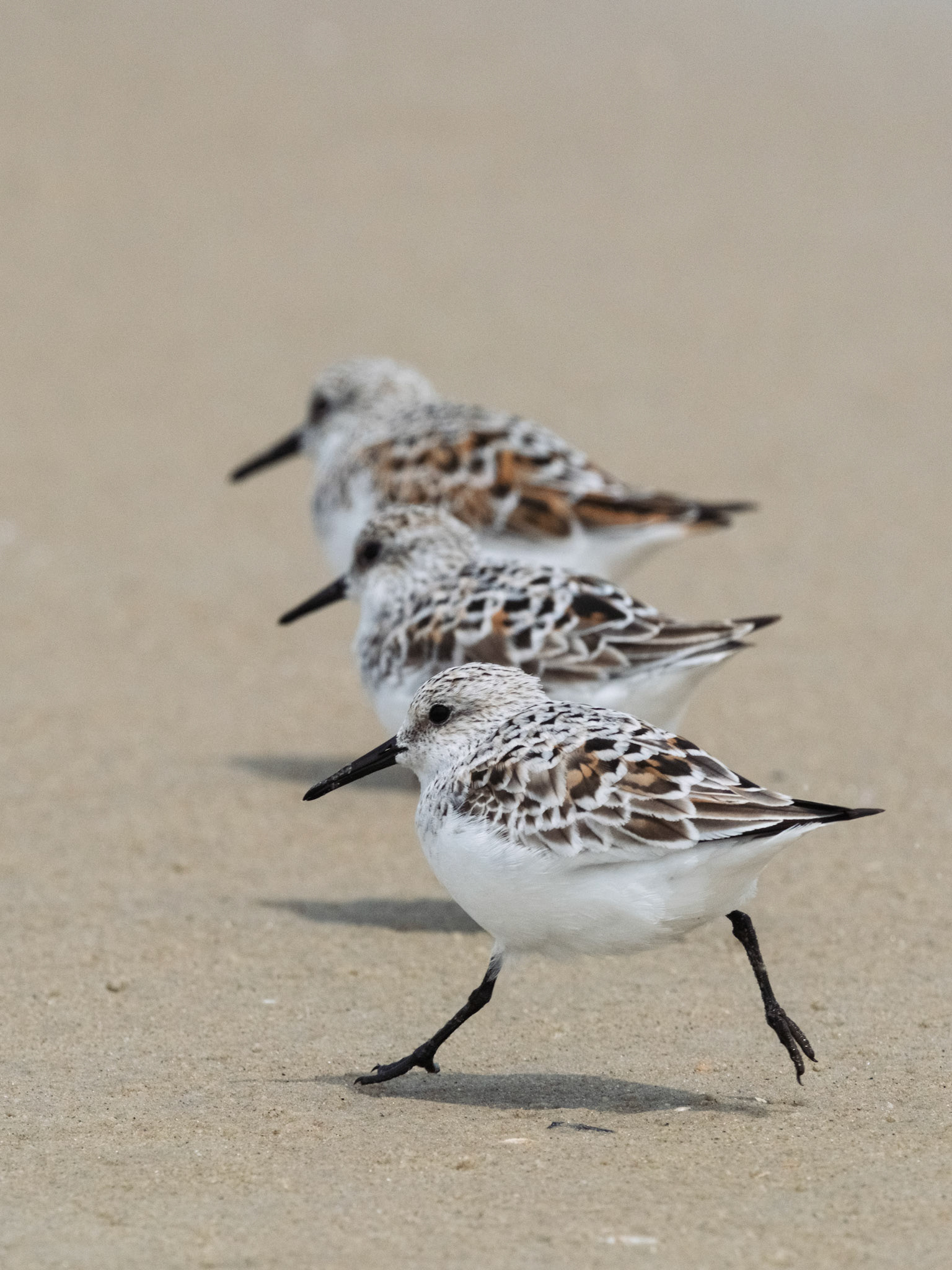 Sanderlings