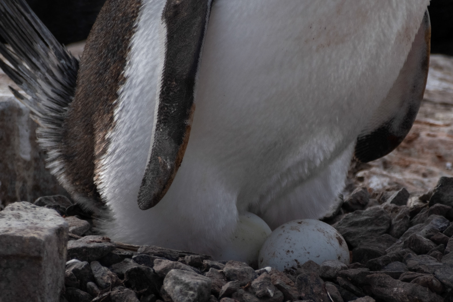 Gentoo penguin eggs