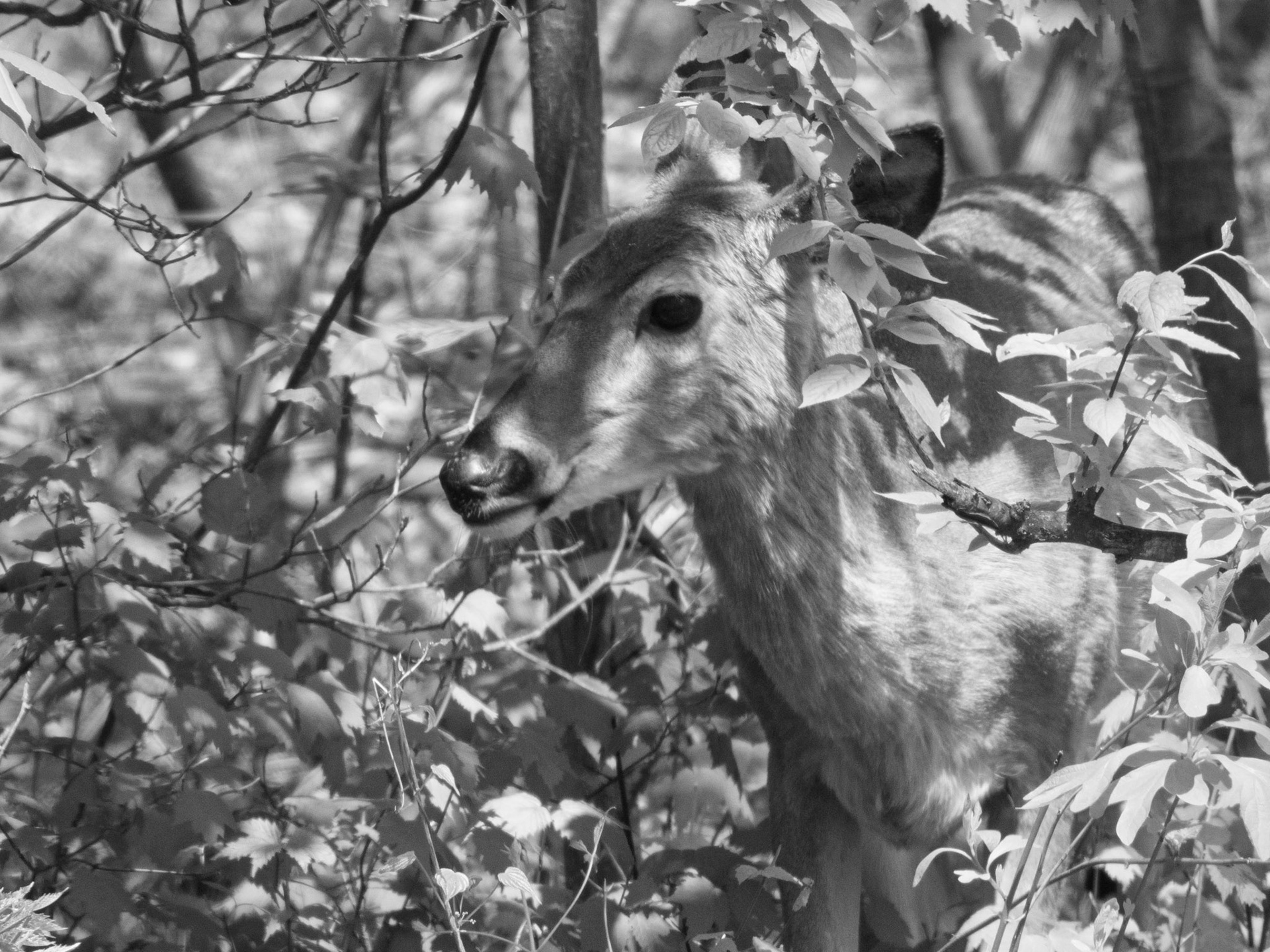 Deer at Shenandoah National Park