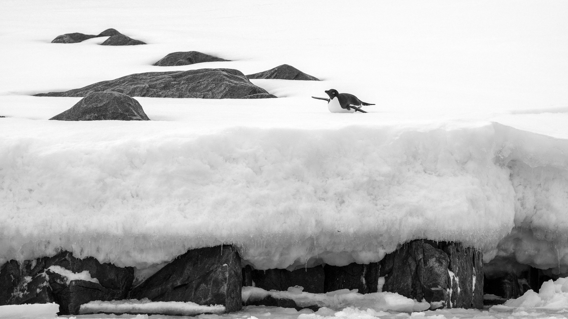 Adelie penguin