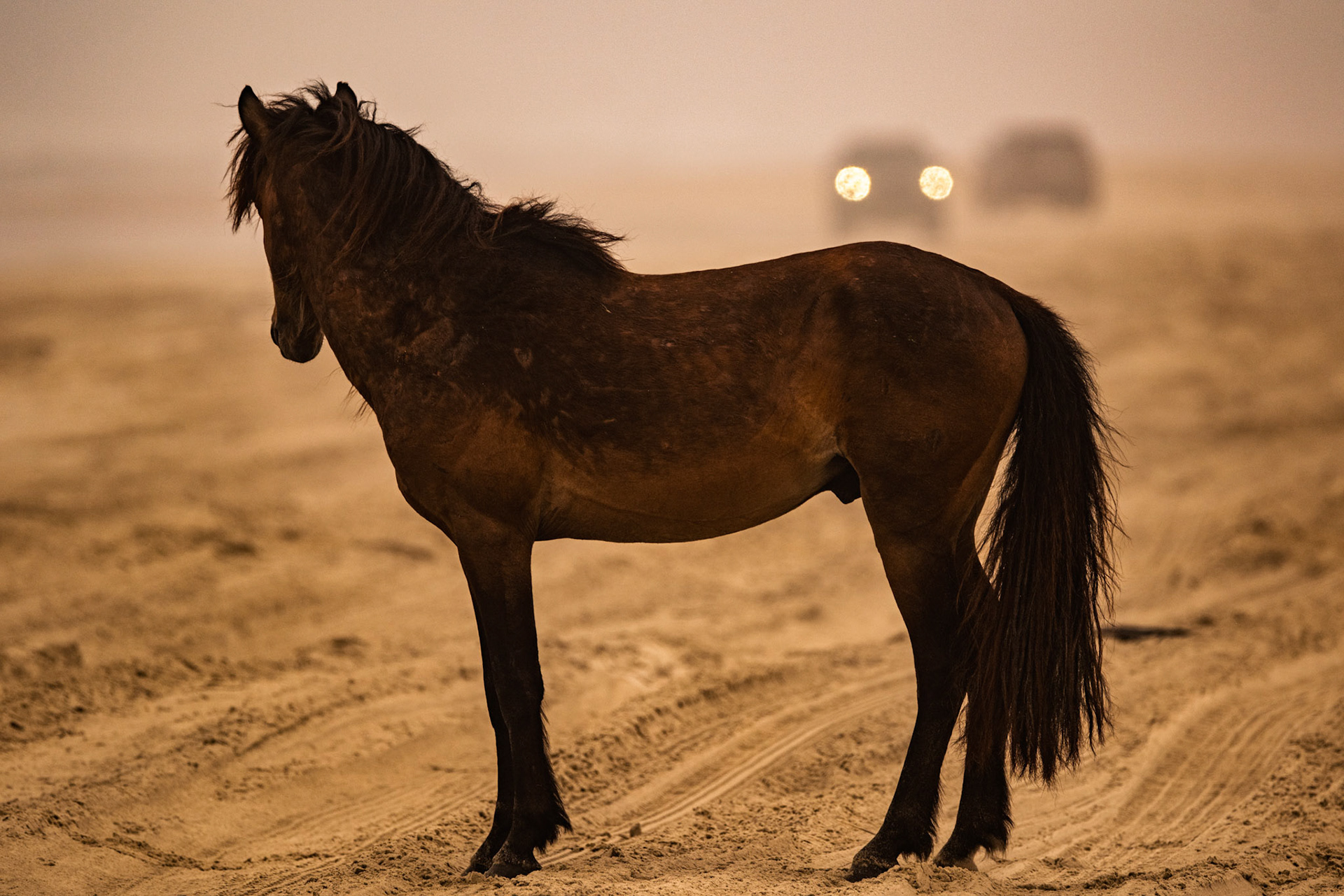 Wild horses at OBX