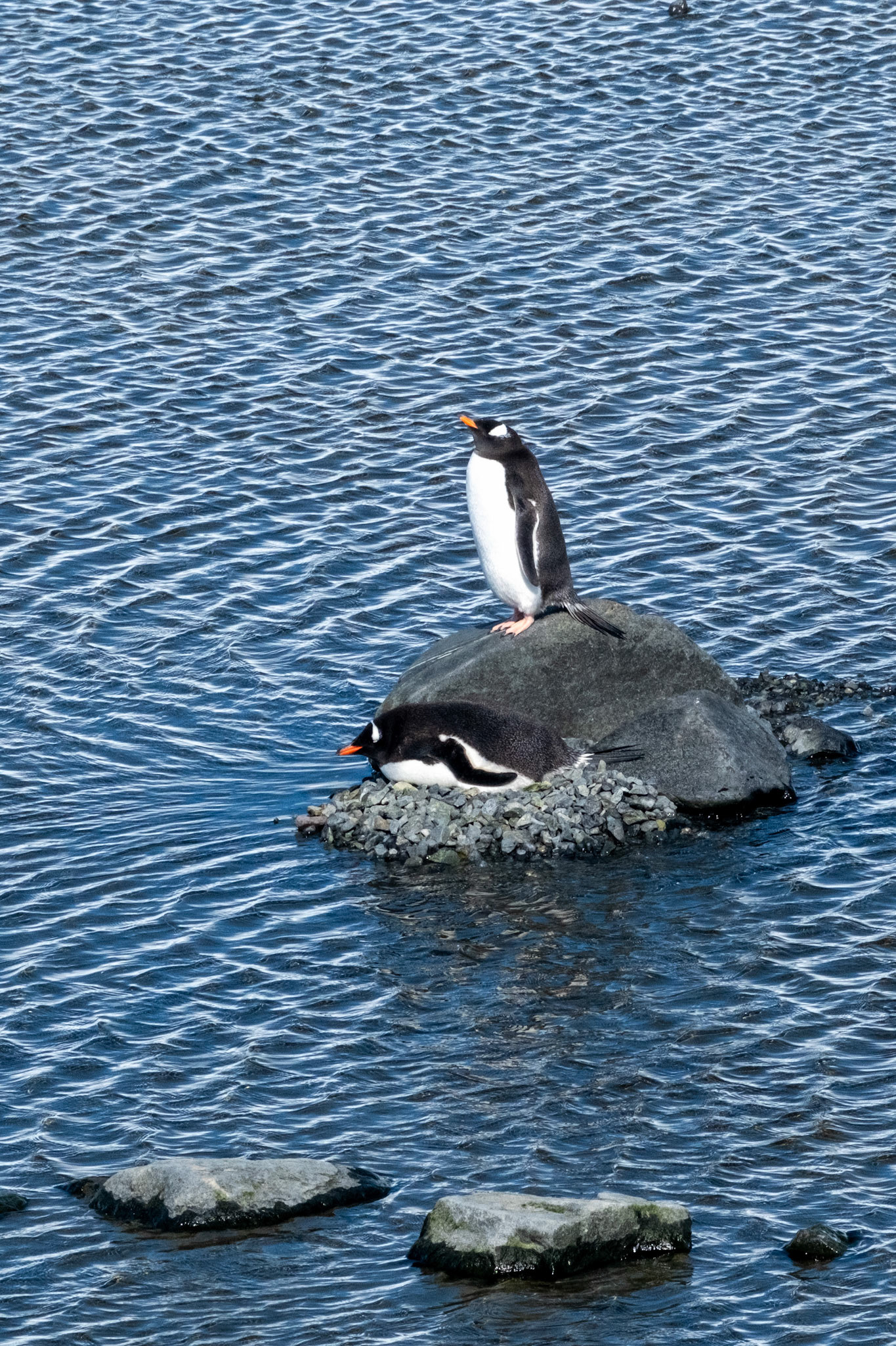 Gentoo penguins - Damoy Point