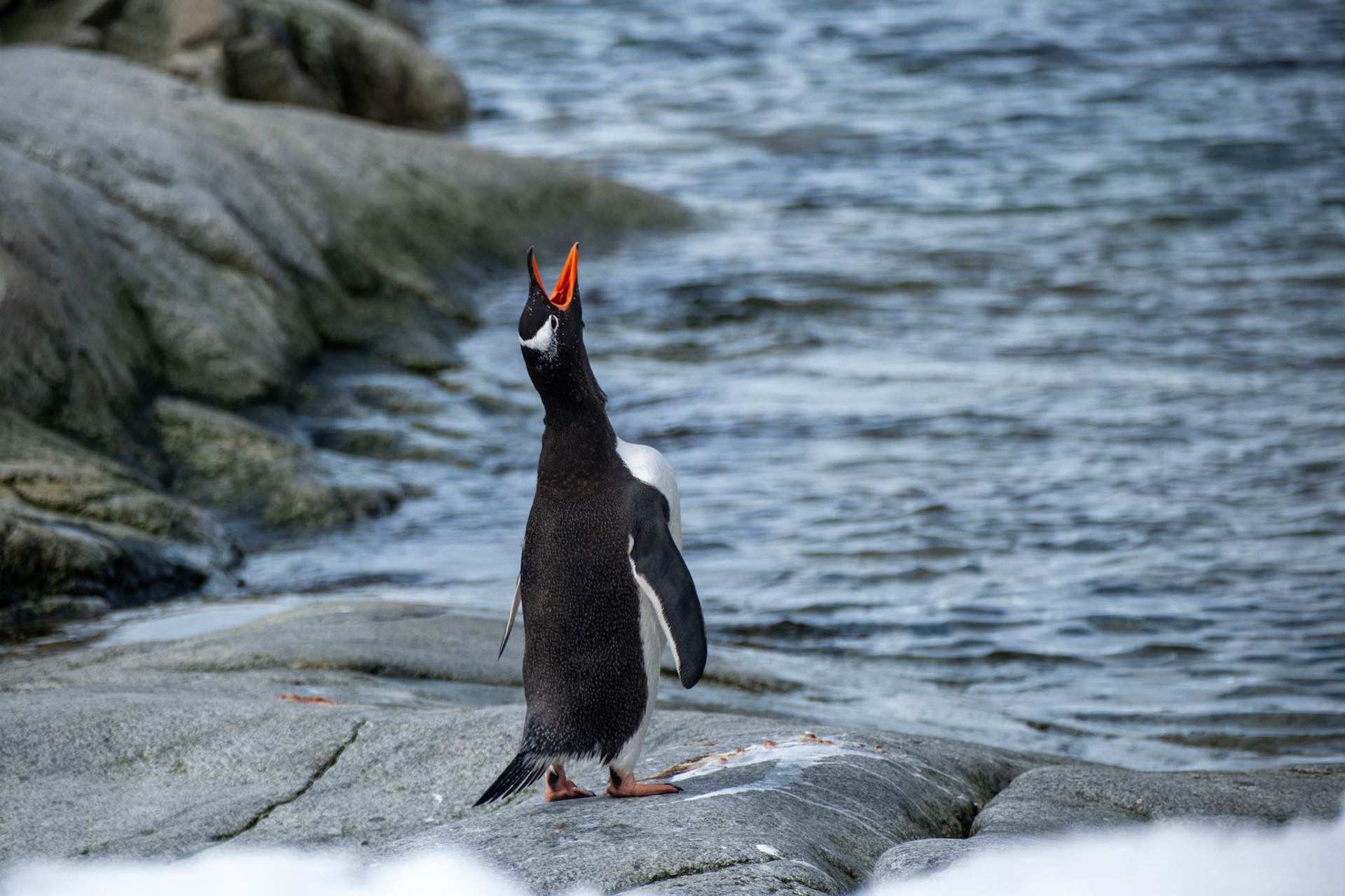 Gentoo penguin