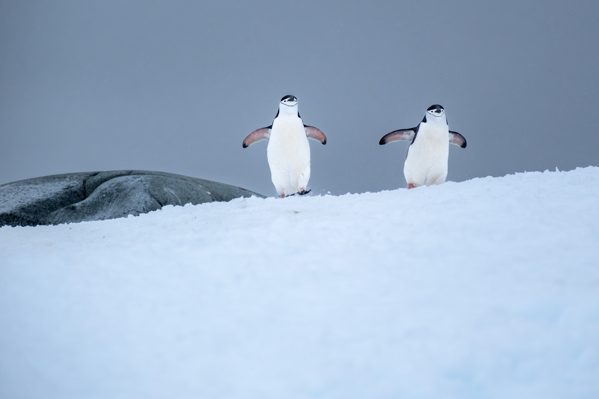 Chinstrap penguins