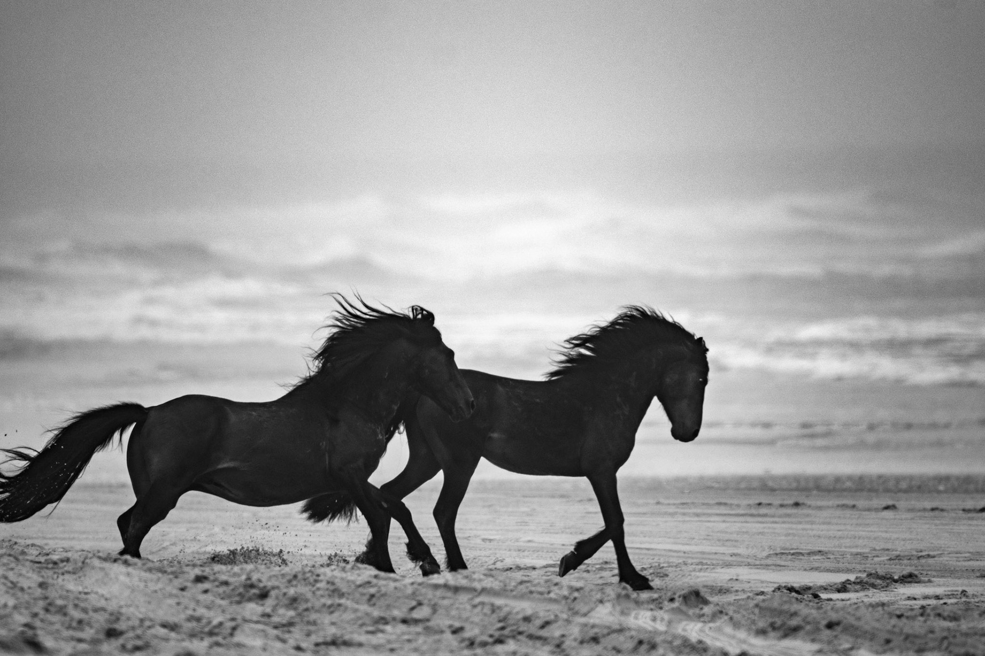Wild horses at OBX